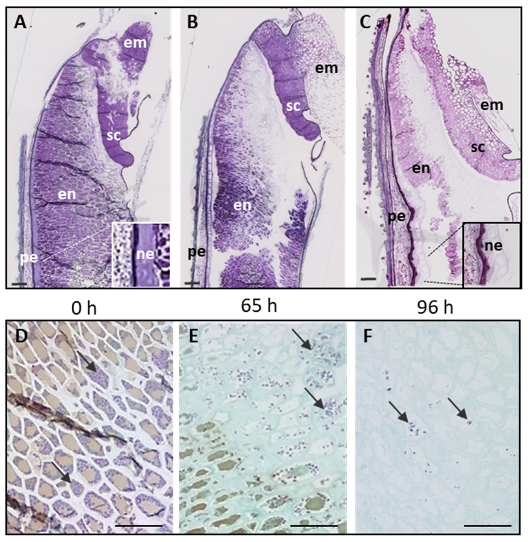 Ijms 24 06821 g001 Ijms 24 06821 g001