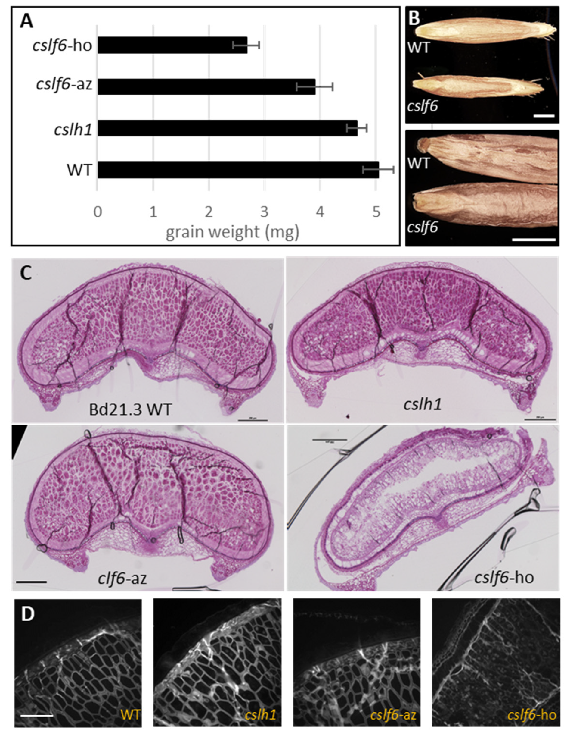 Ijms 24 06821 g006 Ijms 24 06821 g006