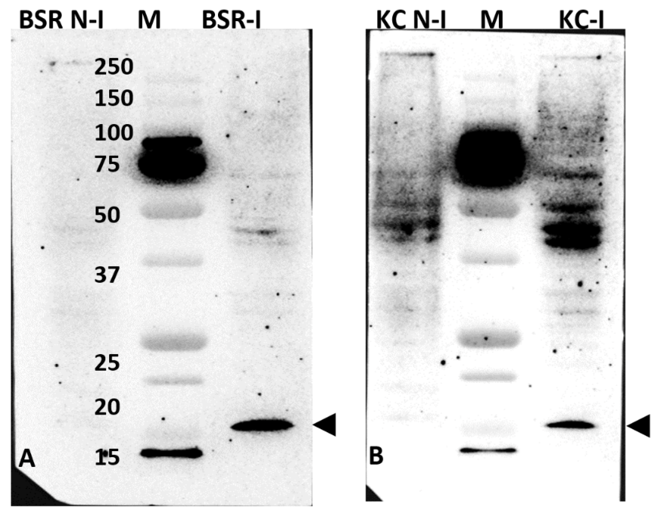 Ijms 24 06845 g005 Ijms 24 06845 g005