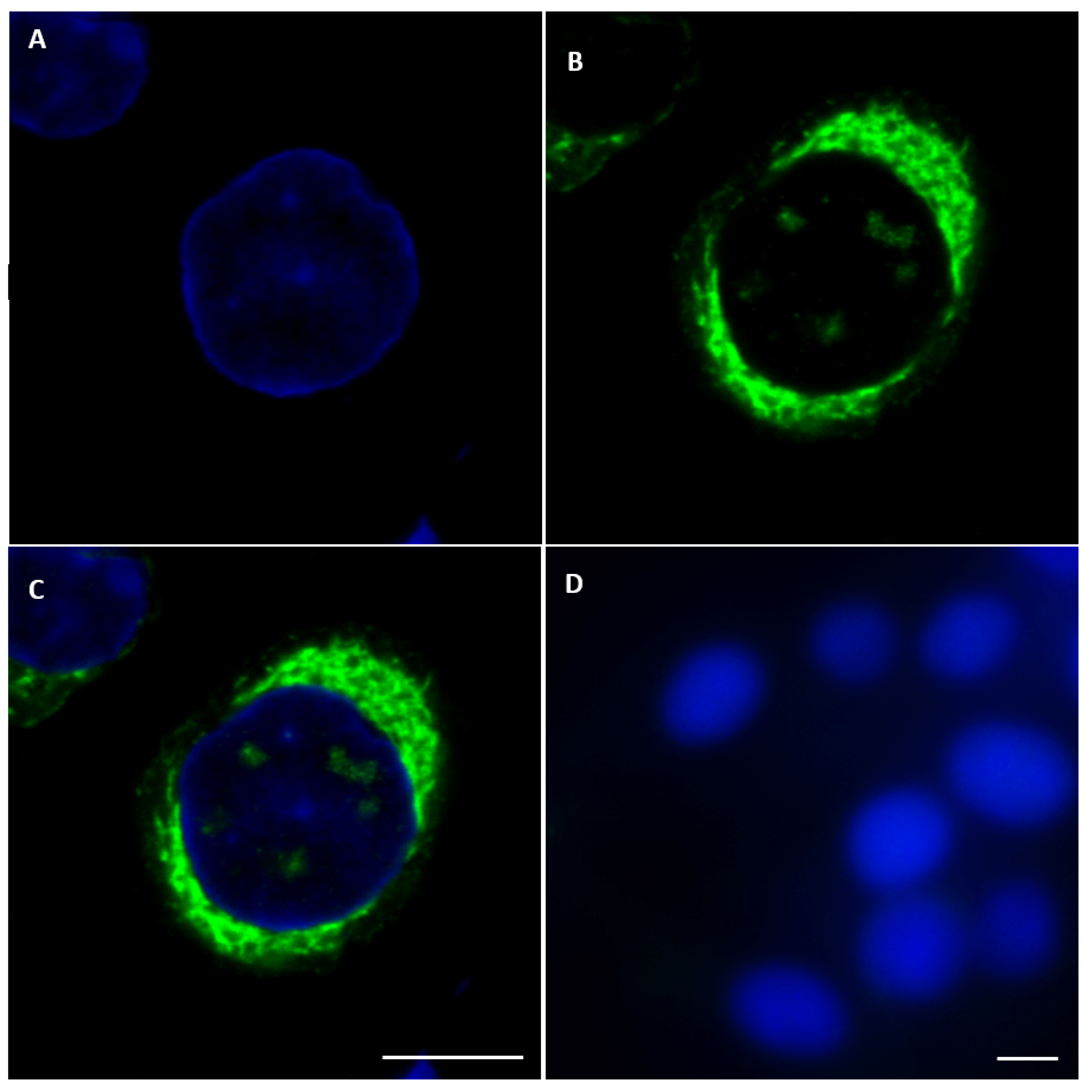 Ijms 24 06845 g006 Ijms 24 06845 g006