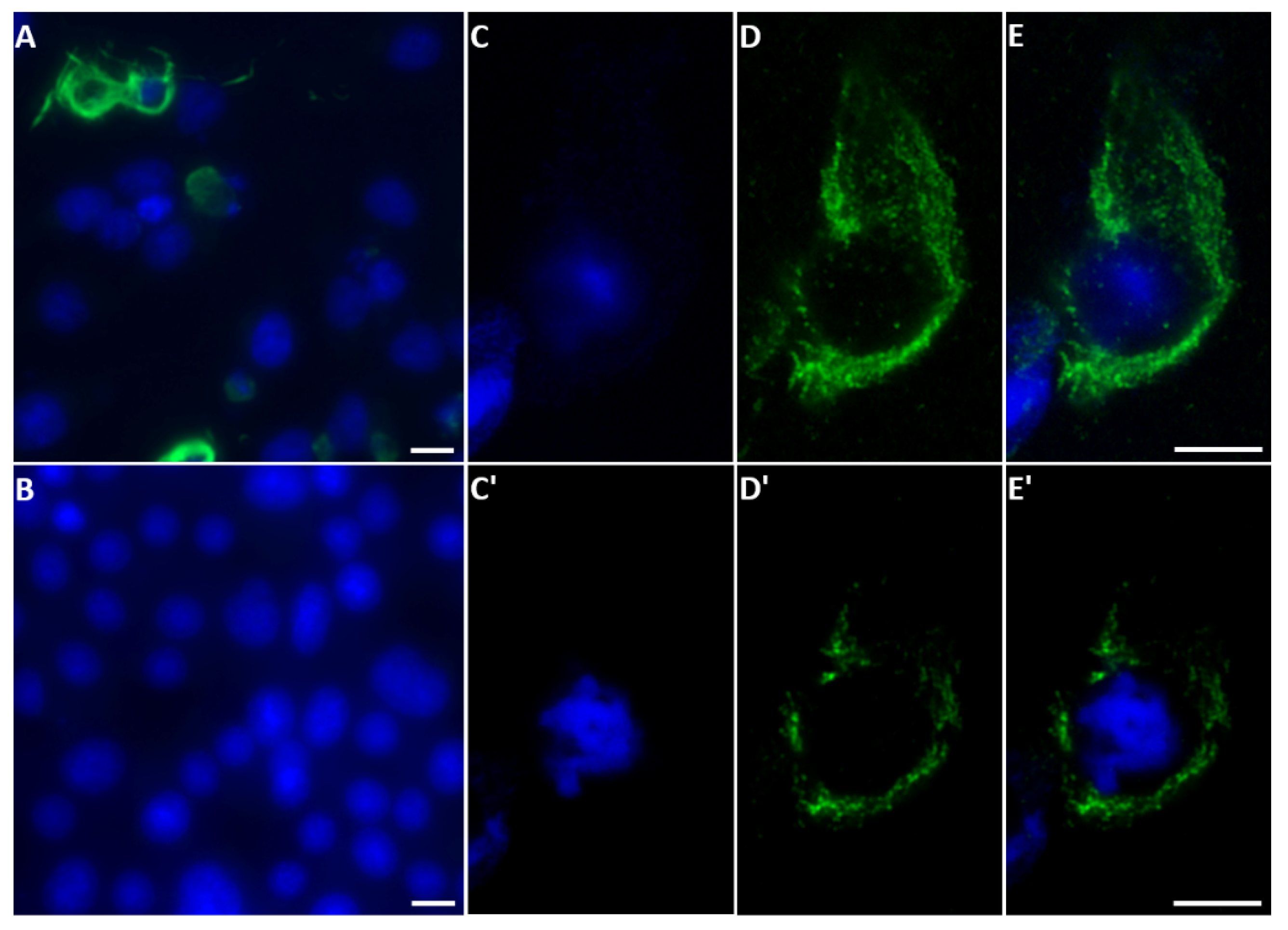 Ijms 24 06845 g008 Ijms 24 06845 g008