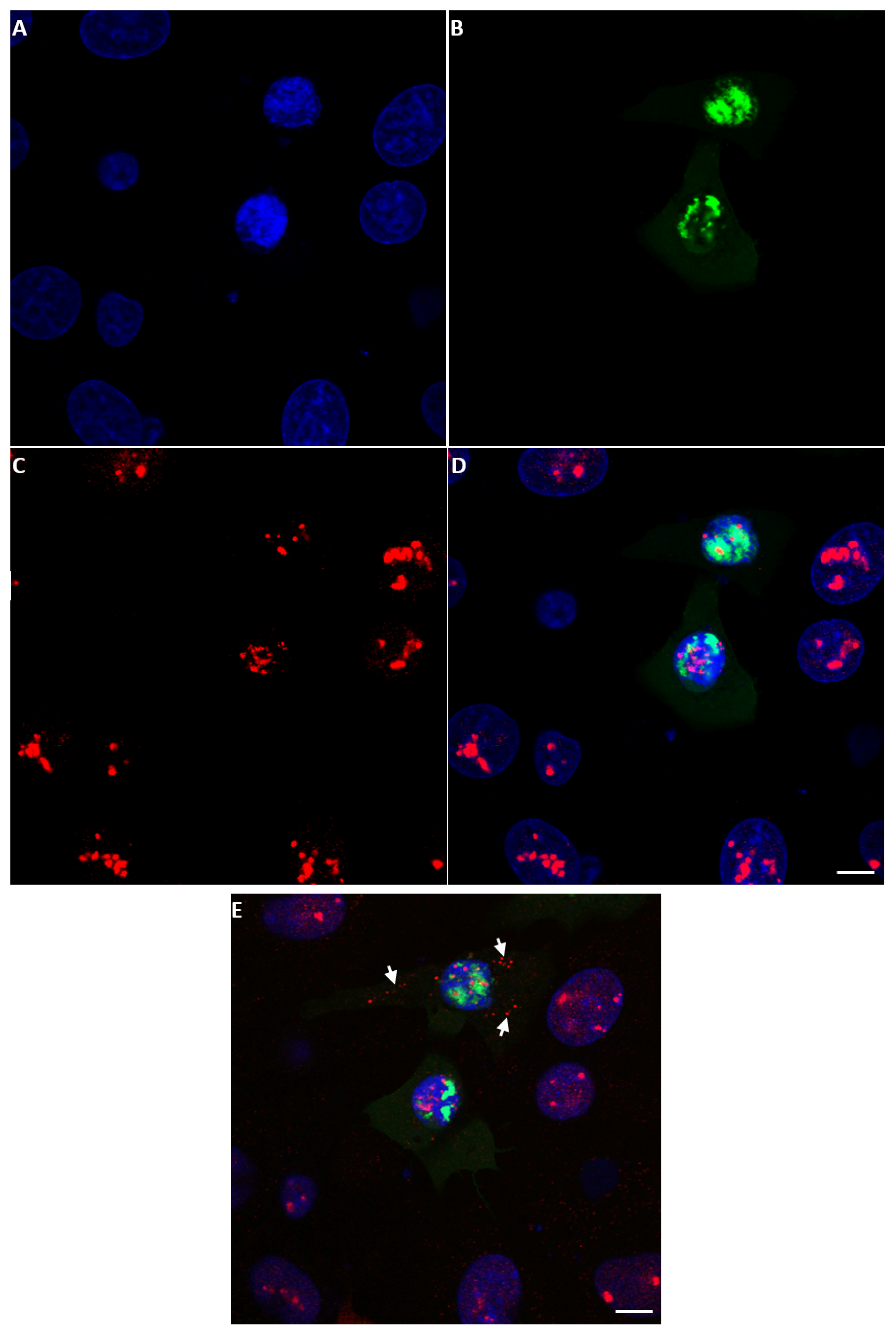 Ijms 24 06845 g010 Ijms 24 06845 g010