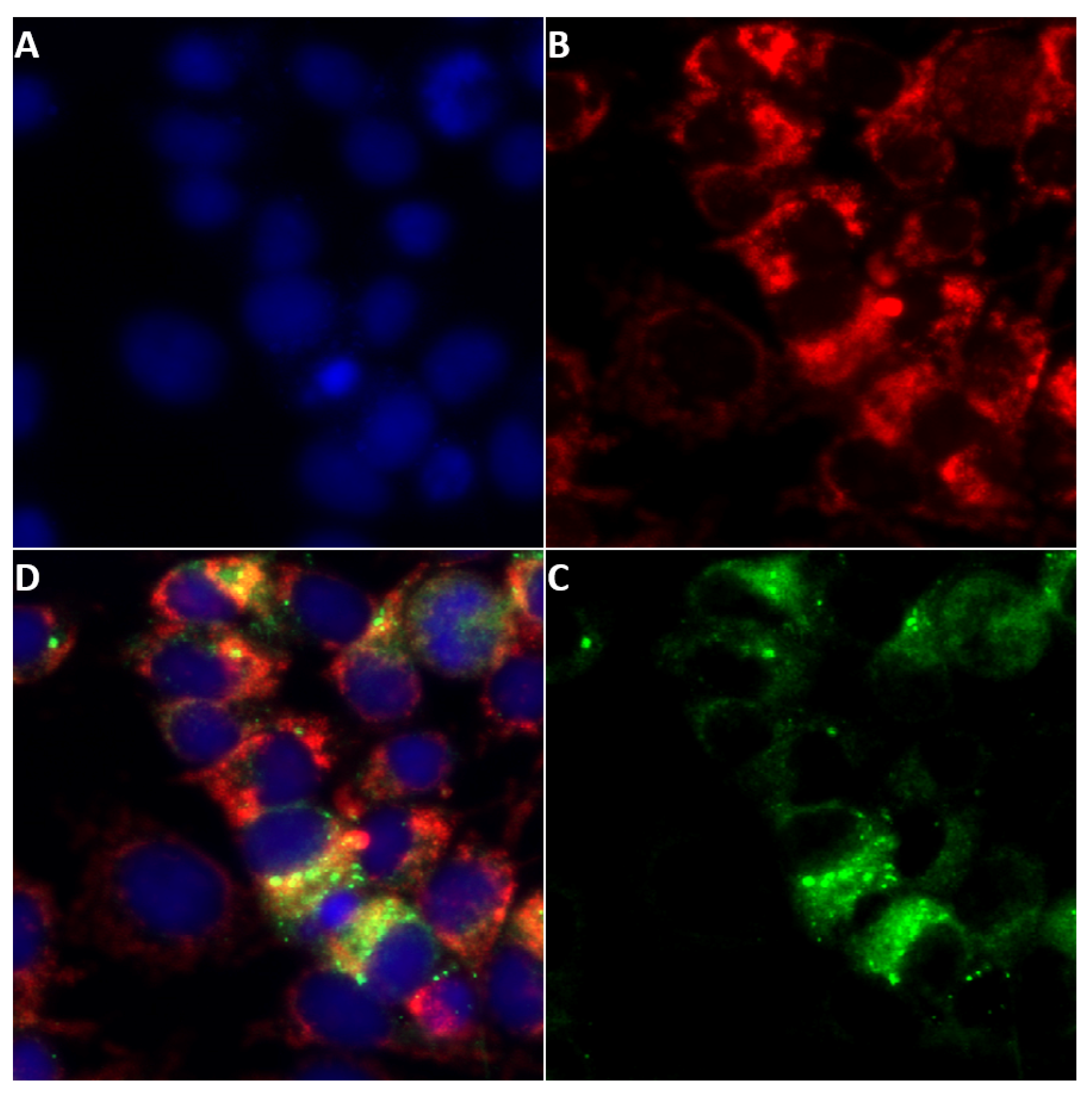 Ijms 24 06845 g011a Ijms 24 06845 g011a