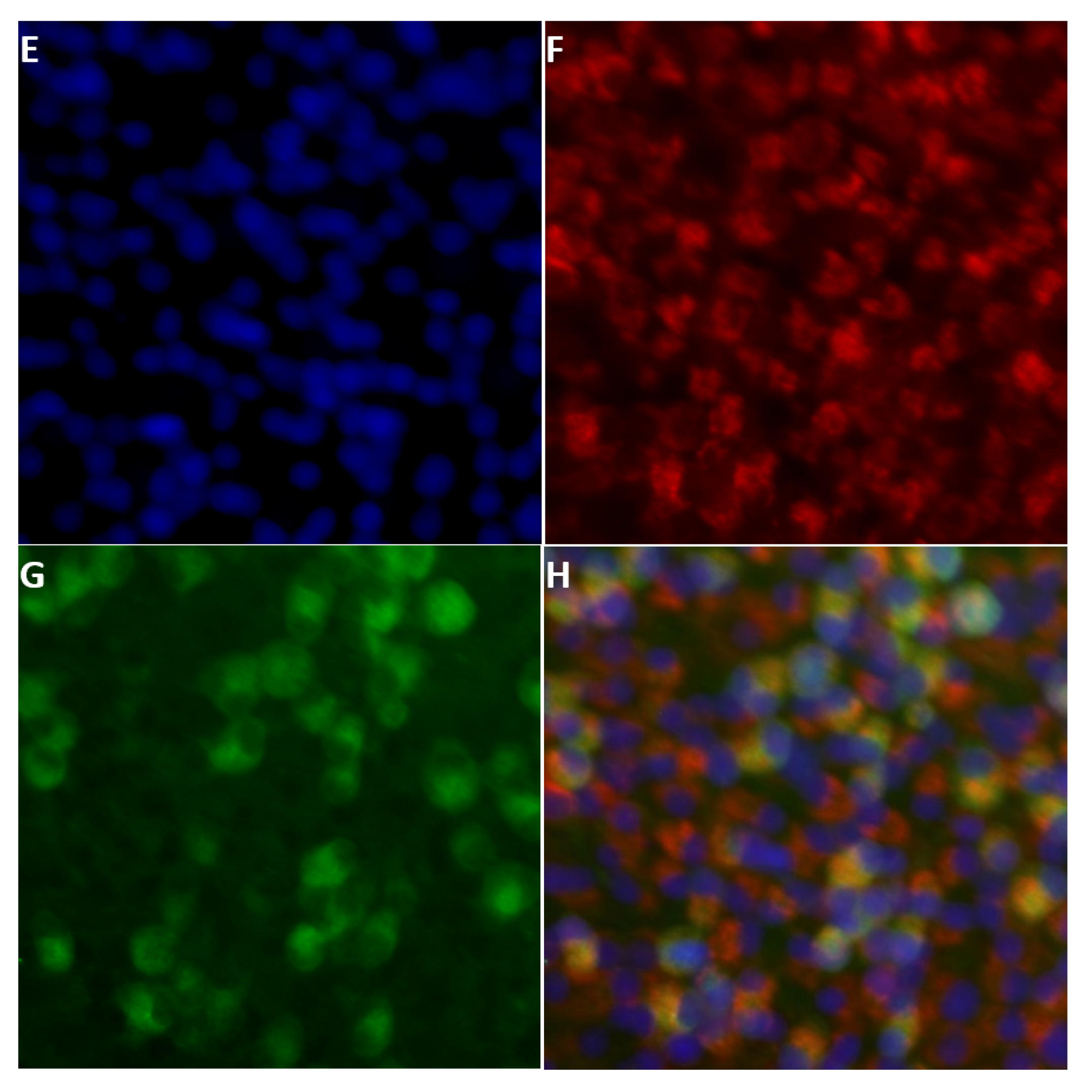 Ijms 24 06845 g011b Ijms 24 06845 g011b