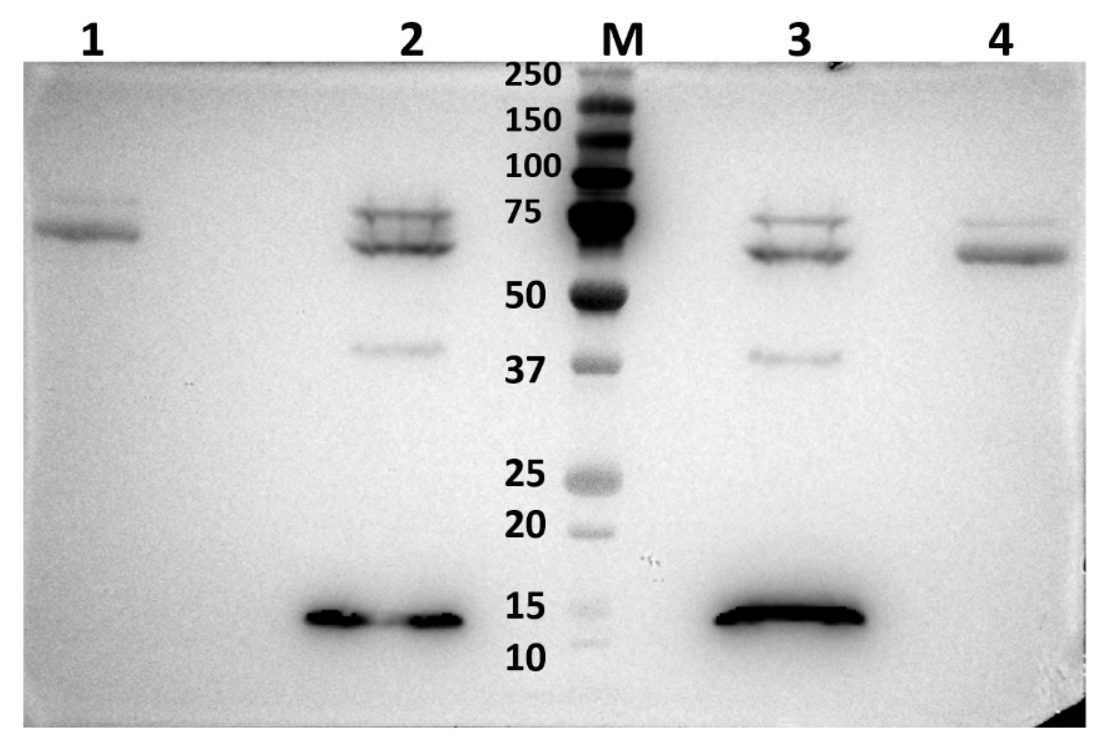 Ijms 24 06845 g012 Ijms 24 06845 g012