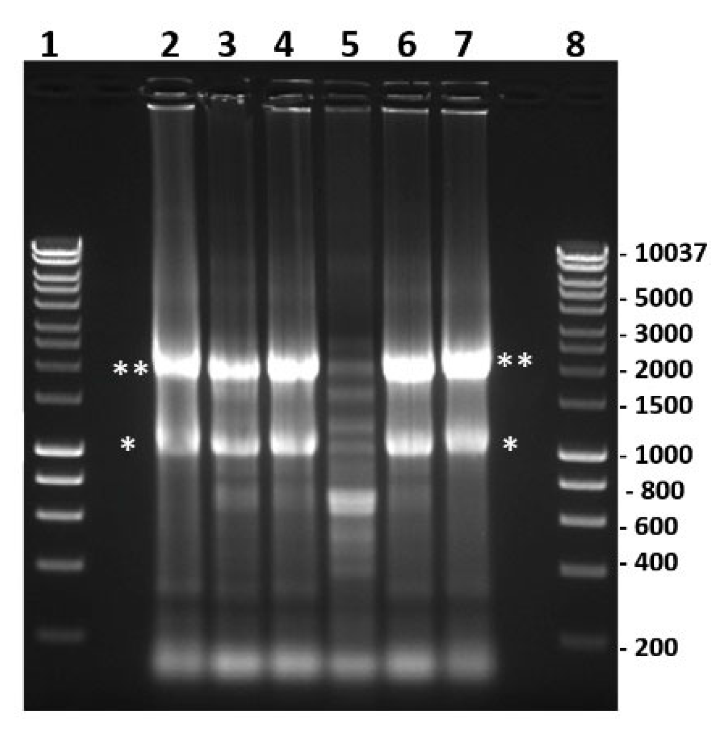 Ijms 24 06845 g015 Ijms 24 06845 g015