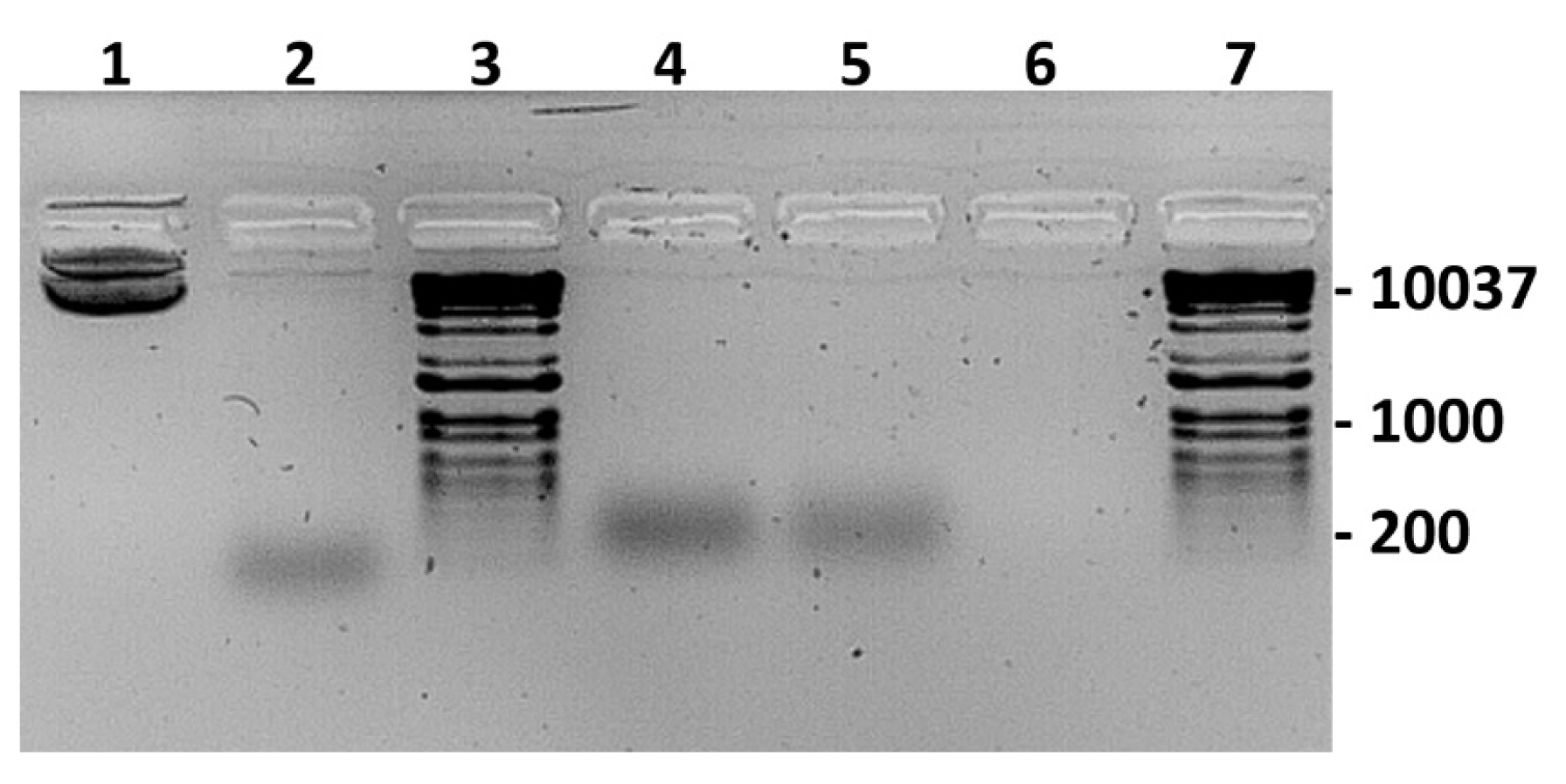 Ijms 24 06845 g017 Ijms 24 06845 g017