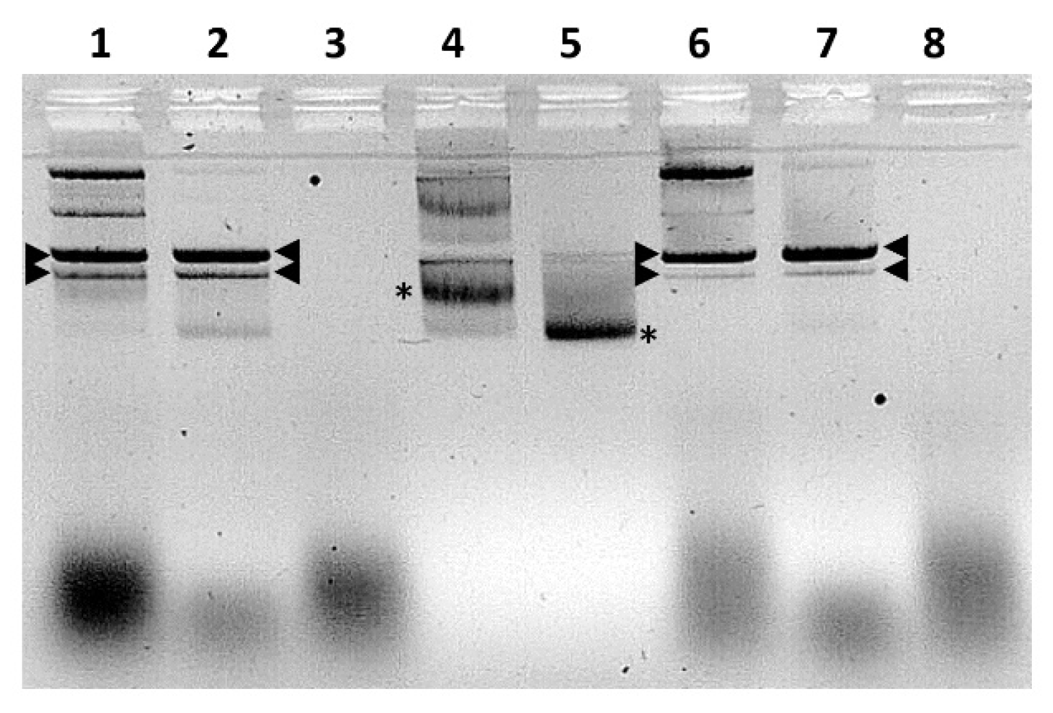 Ijms 24 06845 g018 Ijms 24 06845 g018