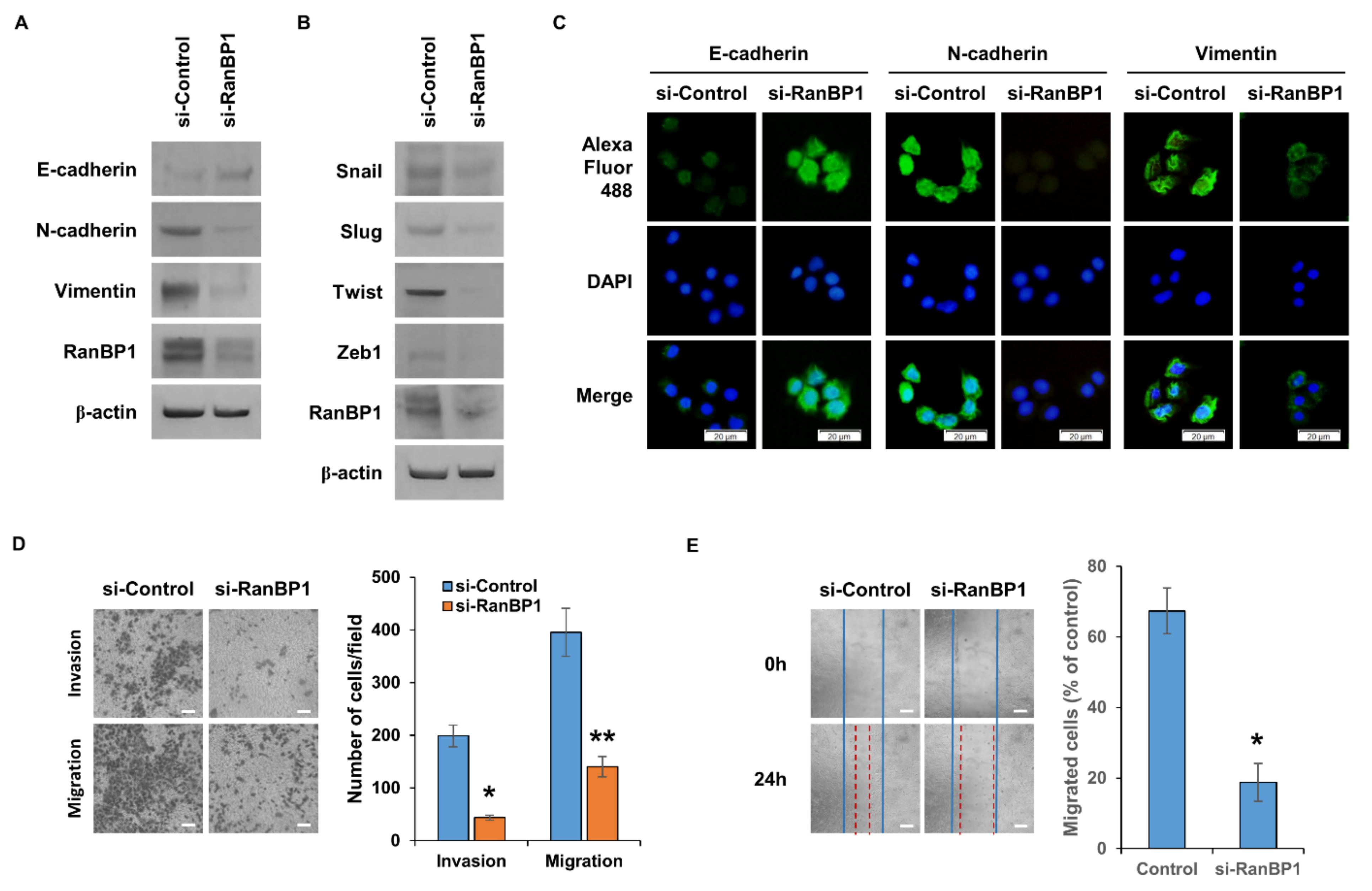 Ijms 24 06855 g003 550