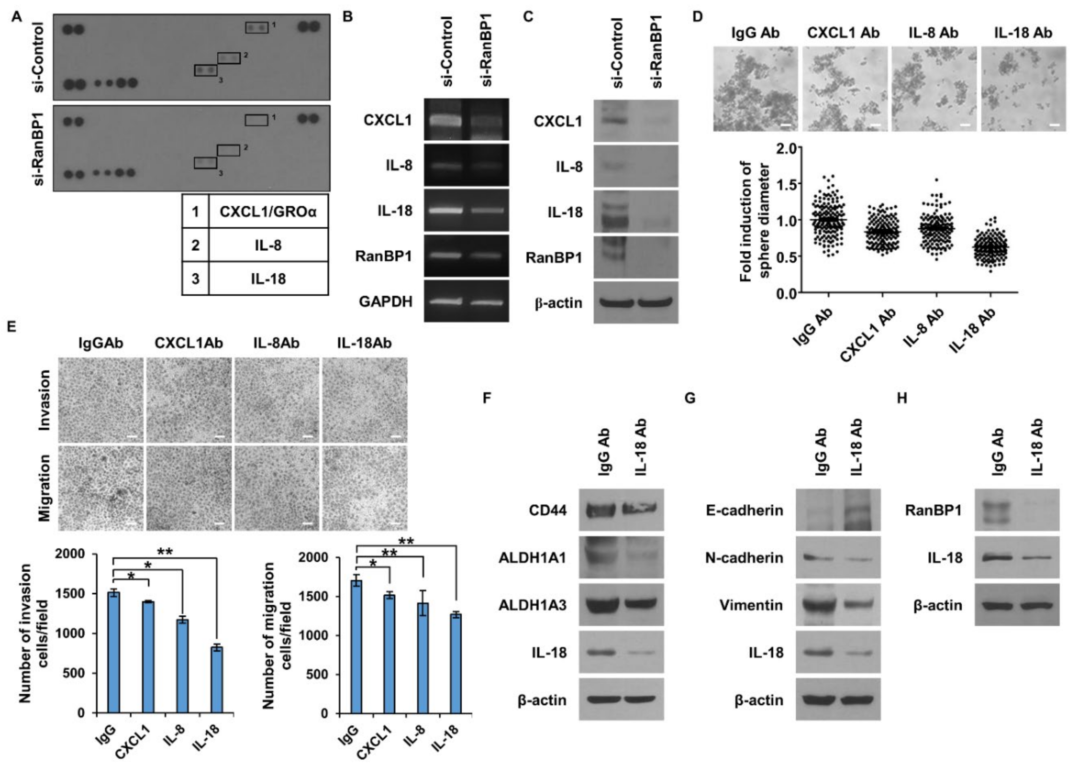 Ijms 24 06855 g004 550