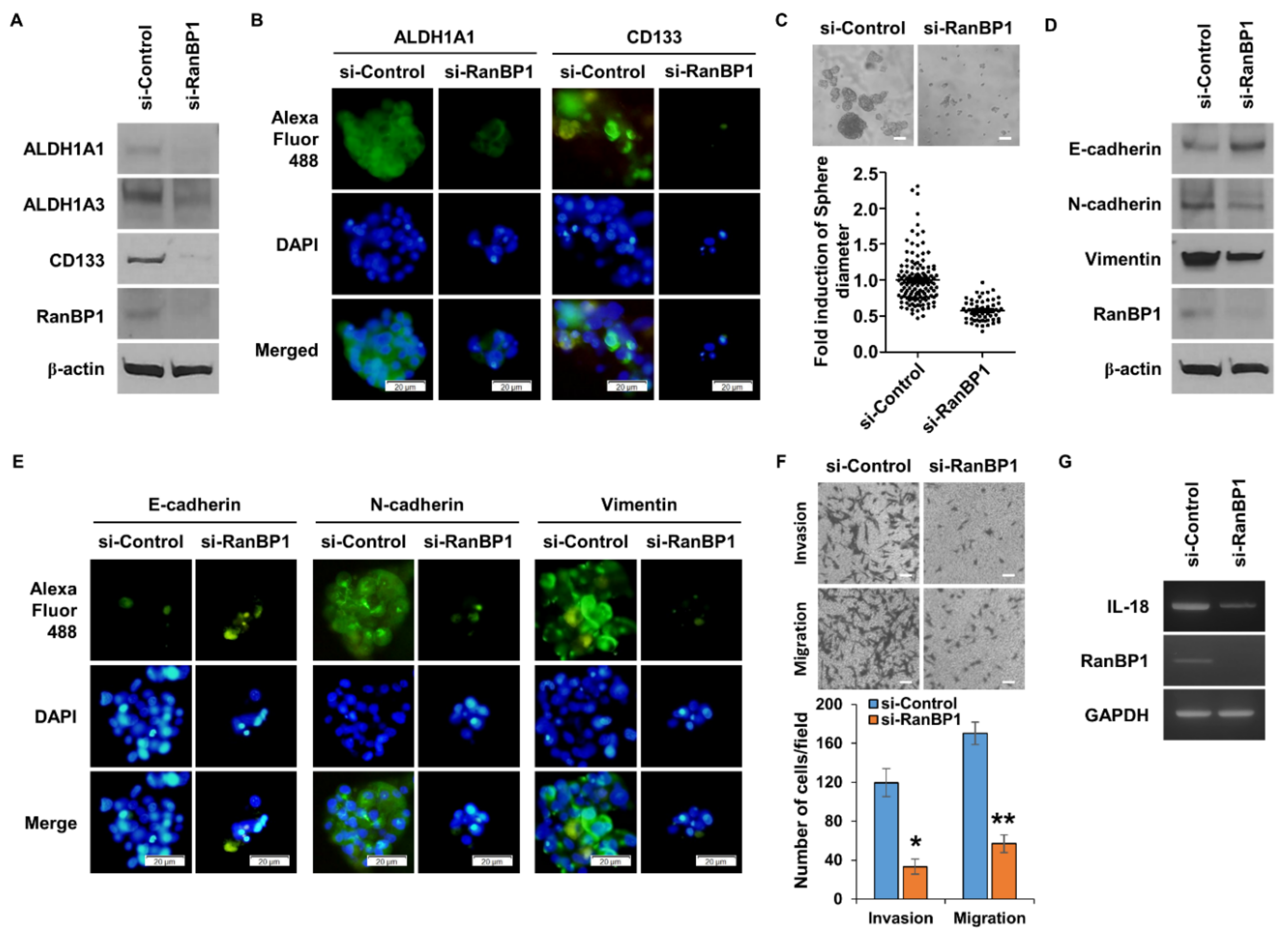 Ijms 24 06855 g005 550