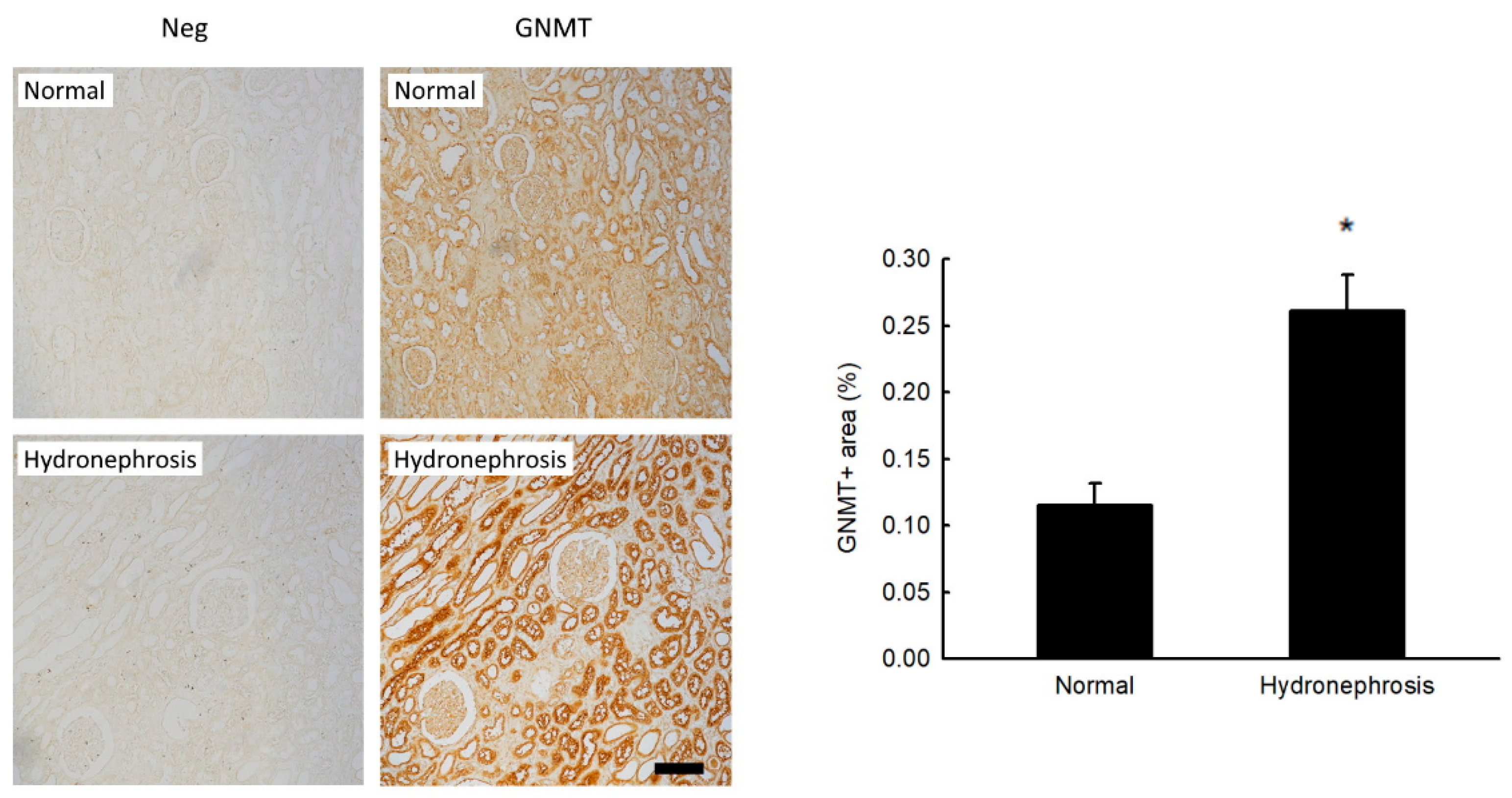 Ijms 24 06859 g001 Ijms 24 06859 g001