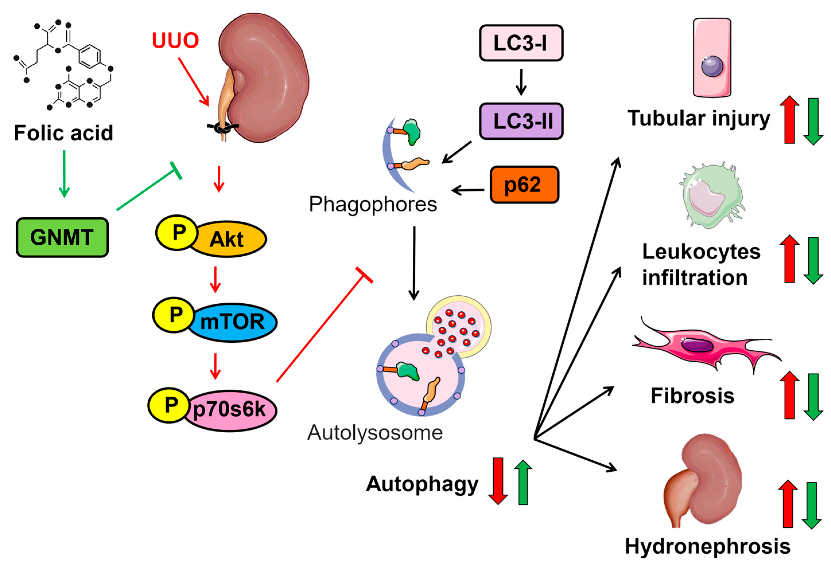 Boost Your Hcg: The Surprising Role Of Folic Acid - 6nohtd8