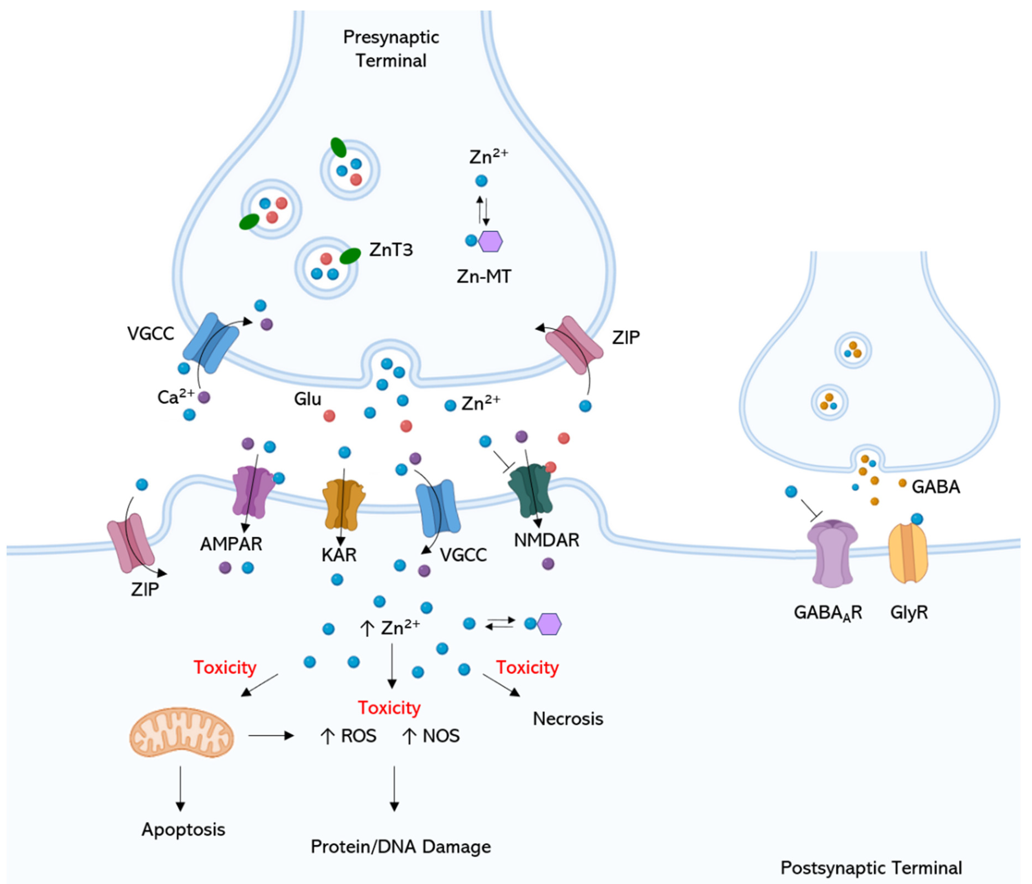 Ijms 24 06867 g002 Ijms 24 06867 g002