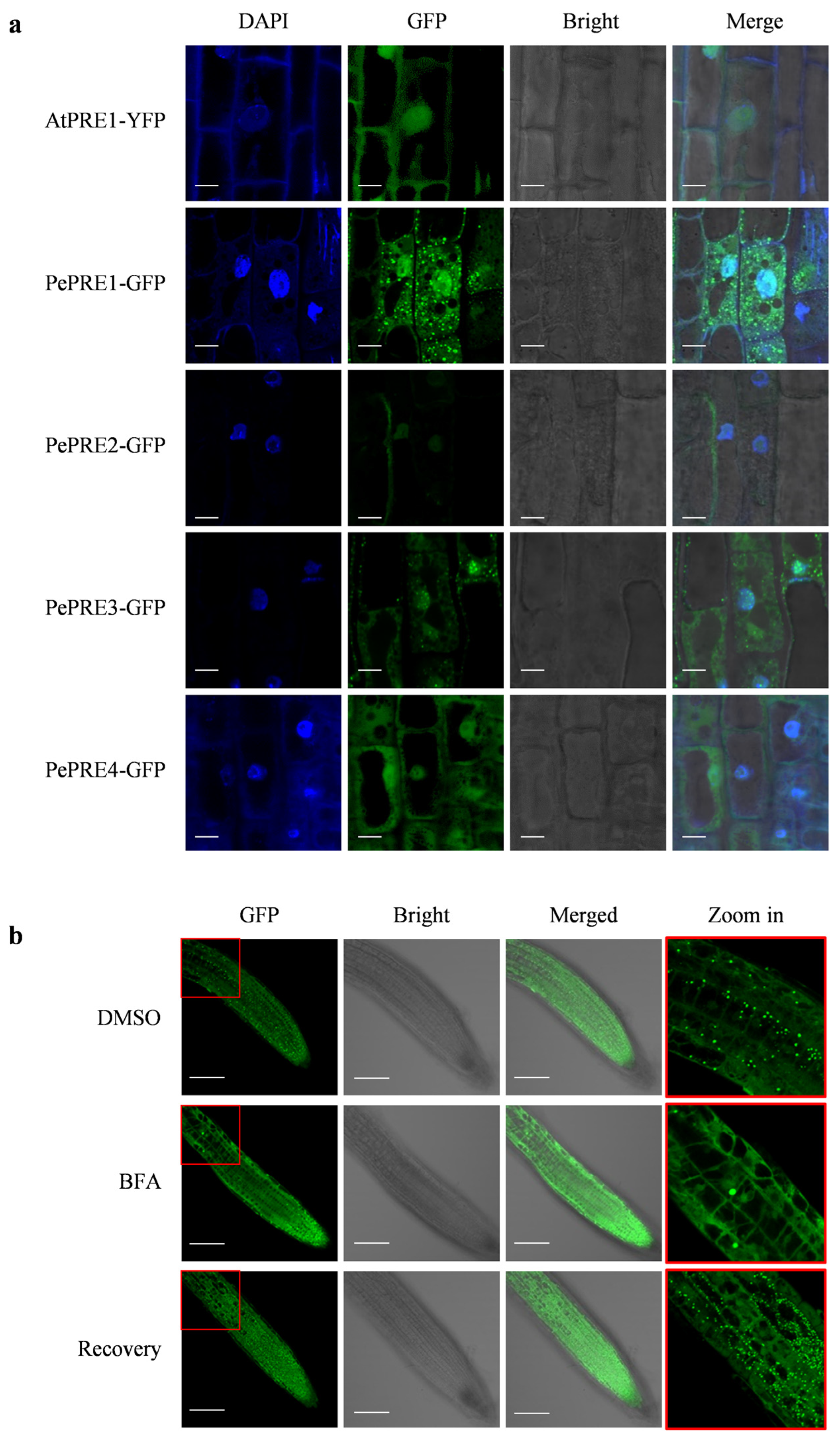 Ijms 24 06886 g004 Ijms 24 06886 g004