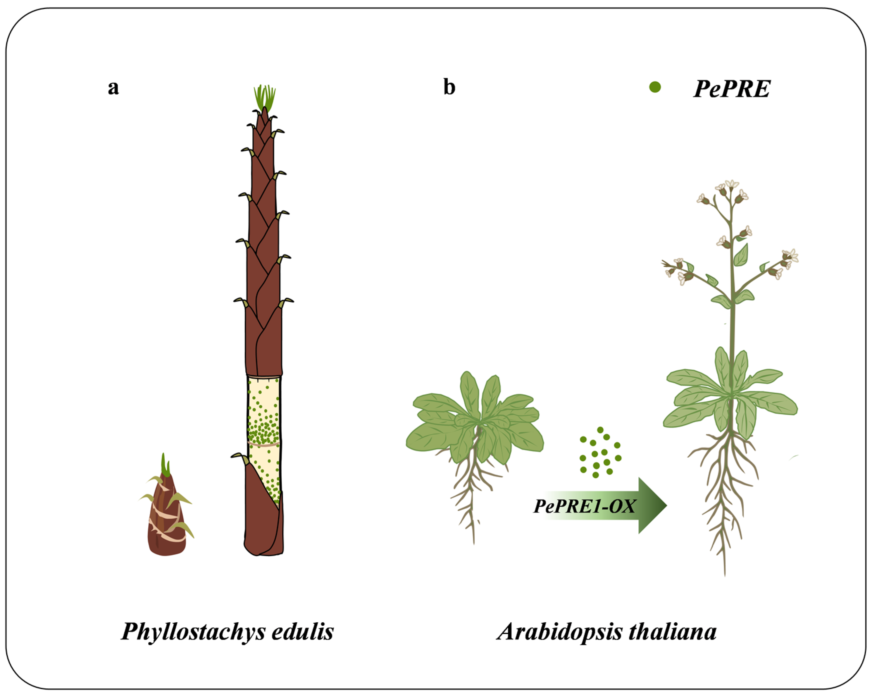 Ijms 24 06886 g007 Ijms 24 06886 g007