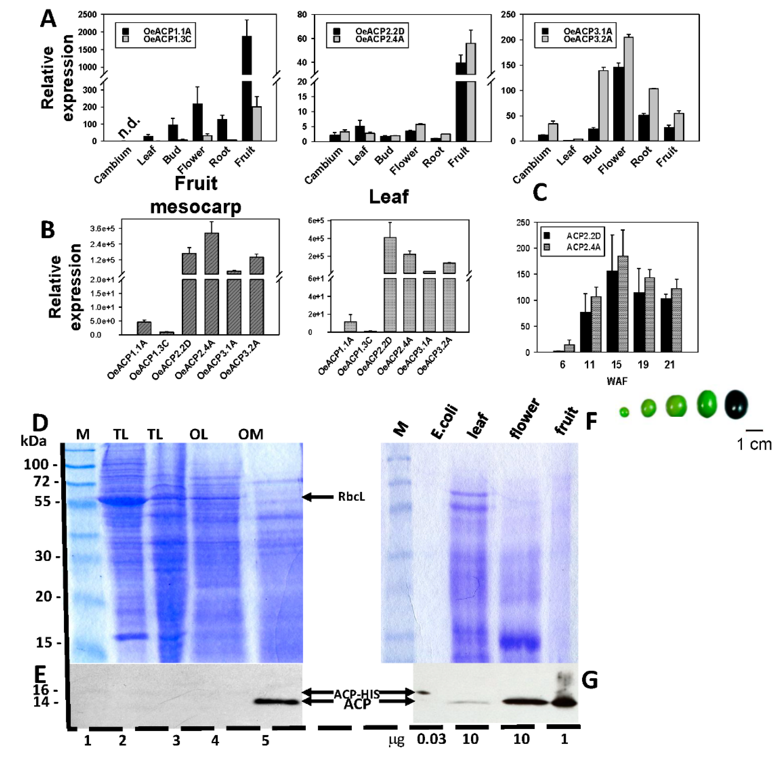 Ijms 24 06890 g003 Ijms 24 06890 g003