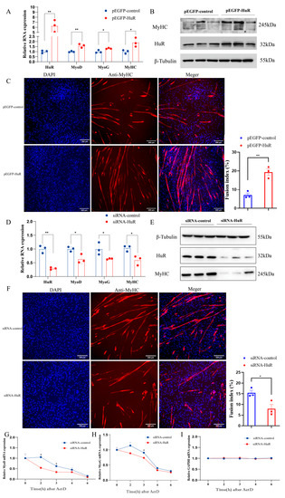 HuR Promotes the Differentiation of Goat Skeletal Muscle Satellite ...