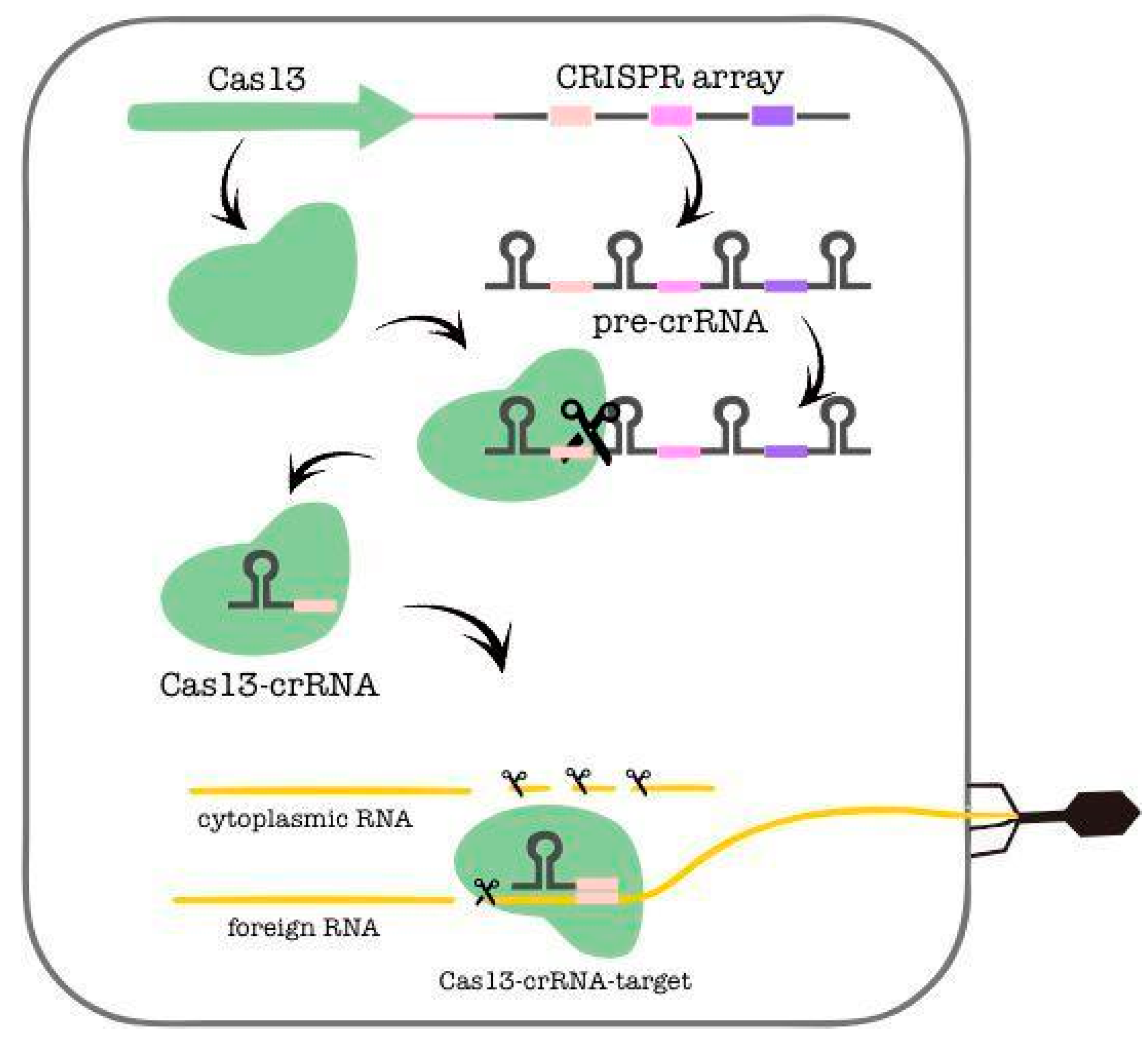 IJMS | Free Full-Text | RNA-Dependent RNA Targeting by CRISPR-Cas ...
