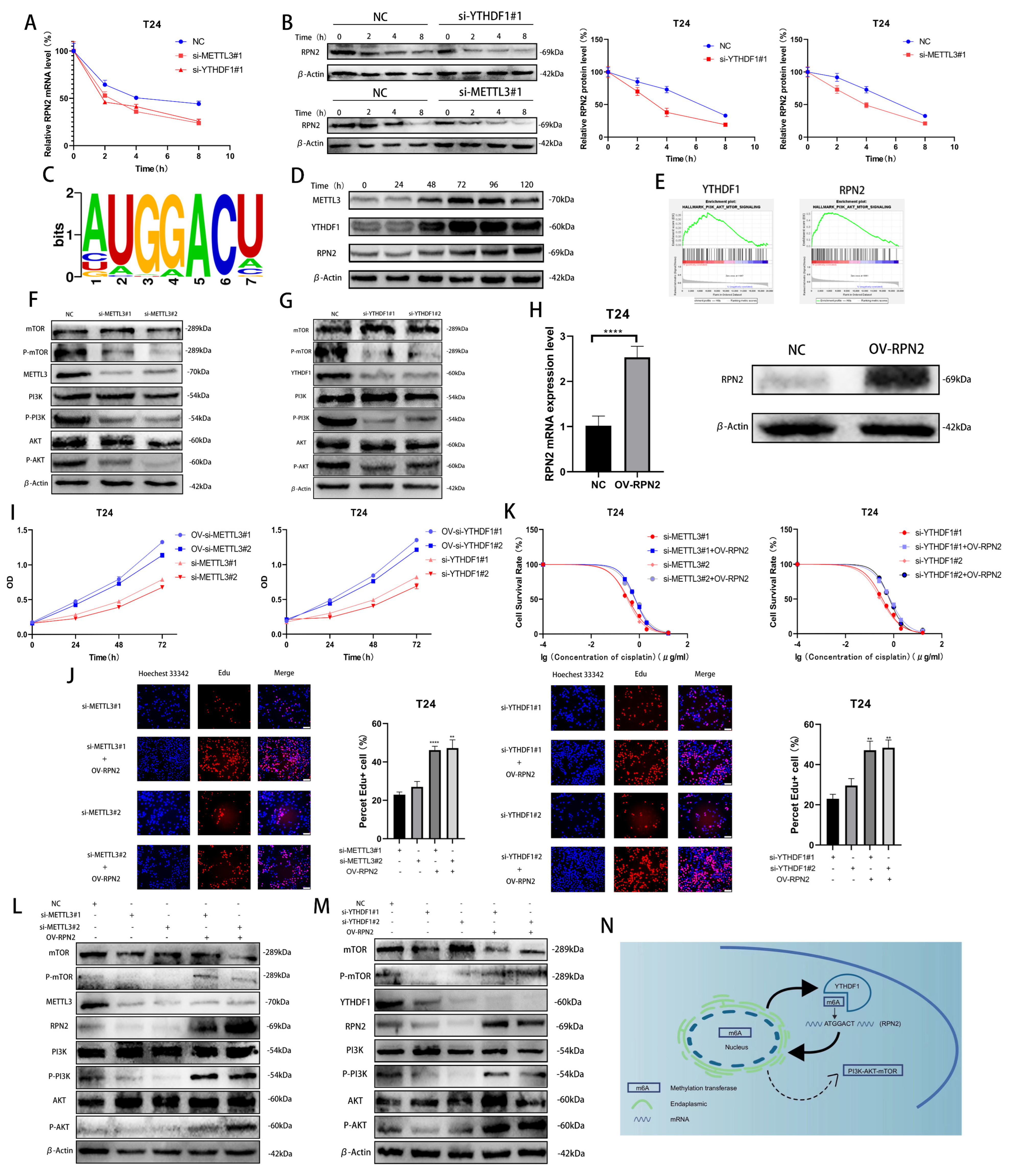 Ijms 24 06905 g004 Ijms 24 06905 g004