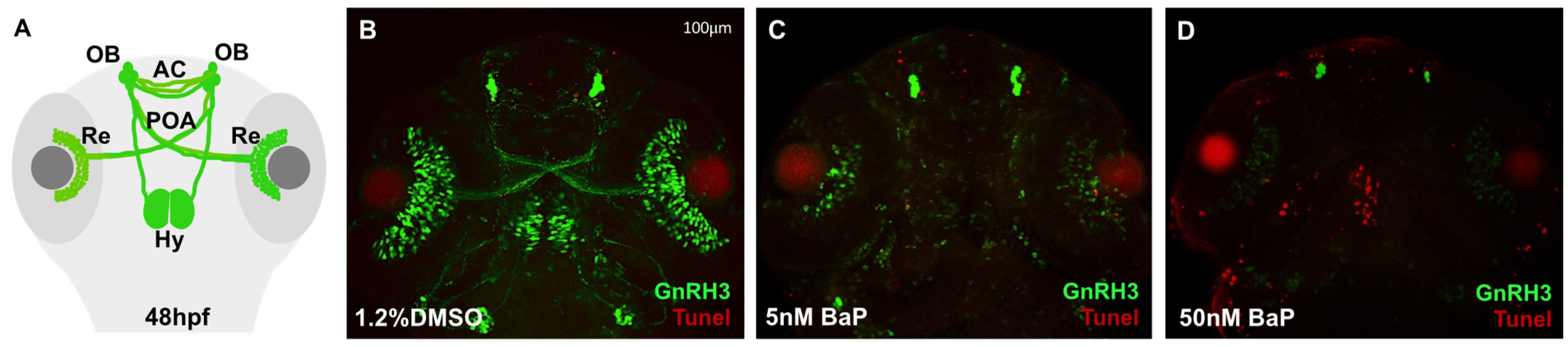 Ijms 24 06913 g005 Ijms 24 06913 g005