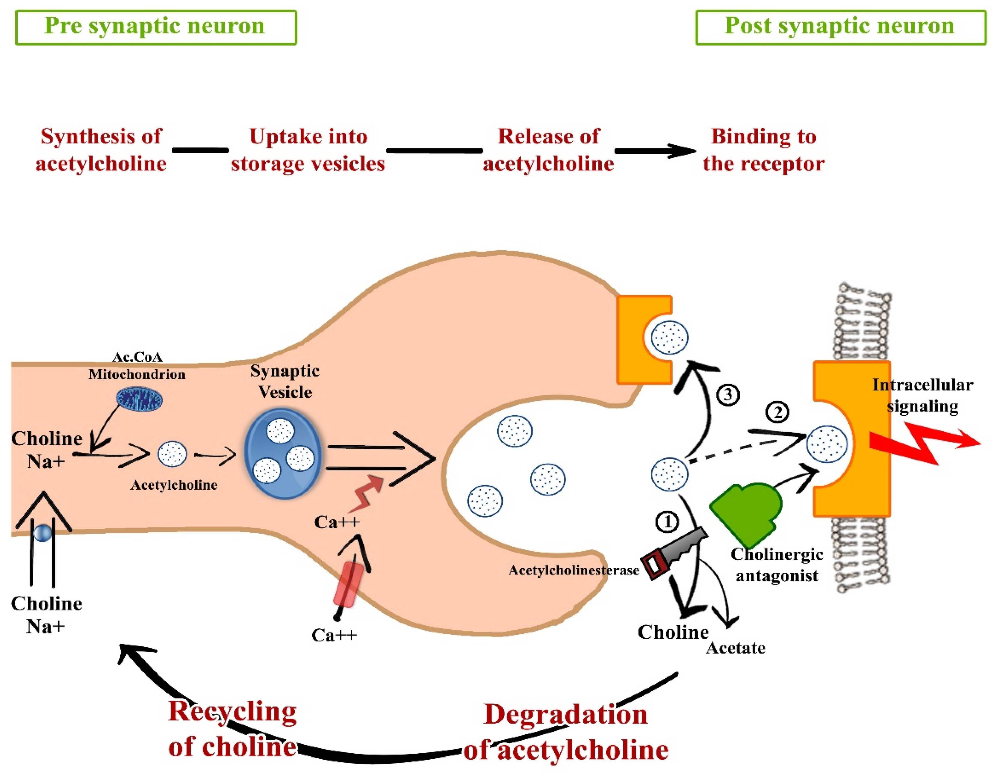 Anticholinergic drug mechanism of action image to u