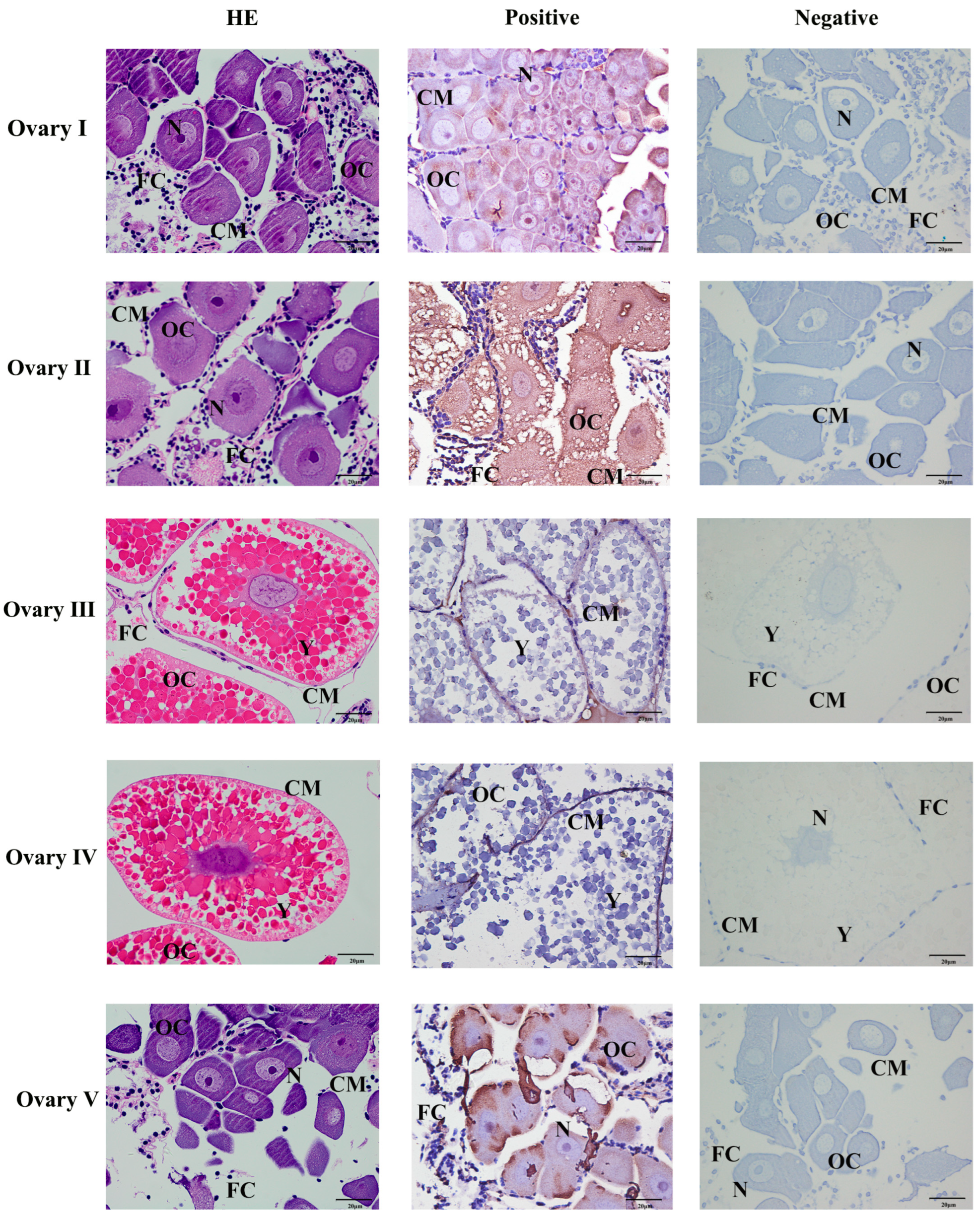 Ijms 24 06940 g005 Ijms 24 06940 g005
