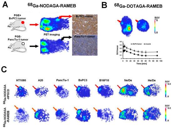Overview of Prostaglandin E2 (PGE2)-Targeting Radiolabelled