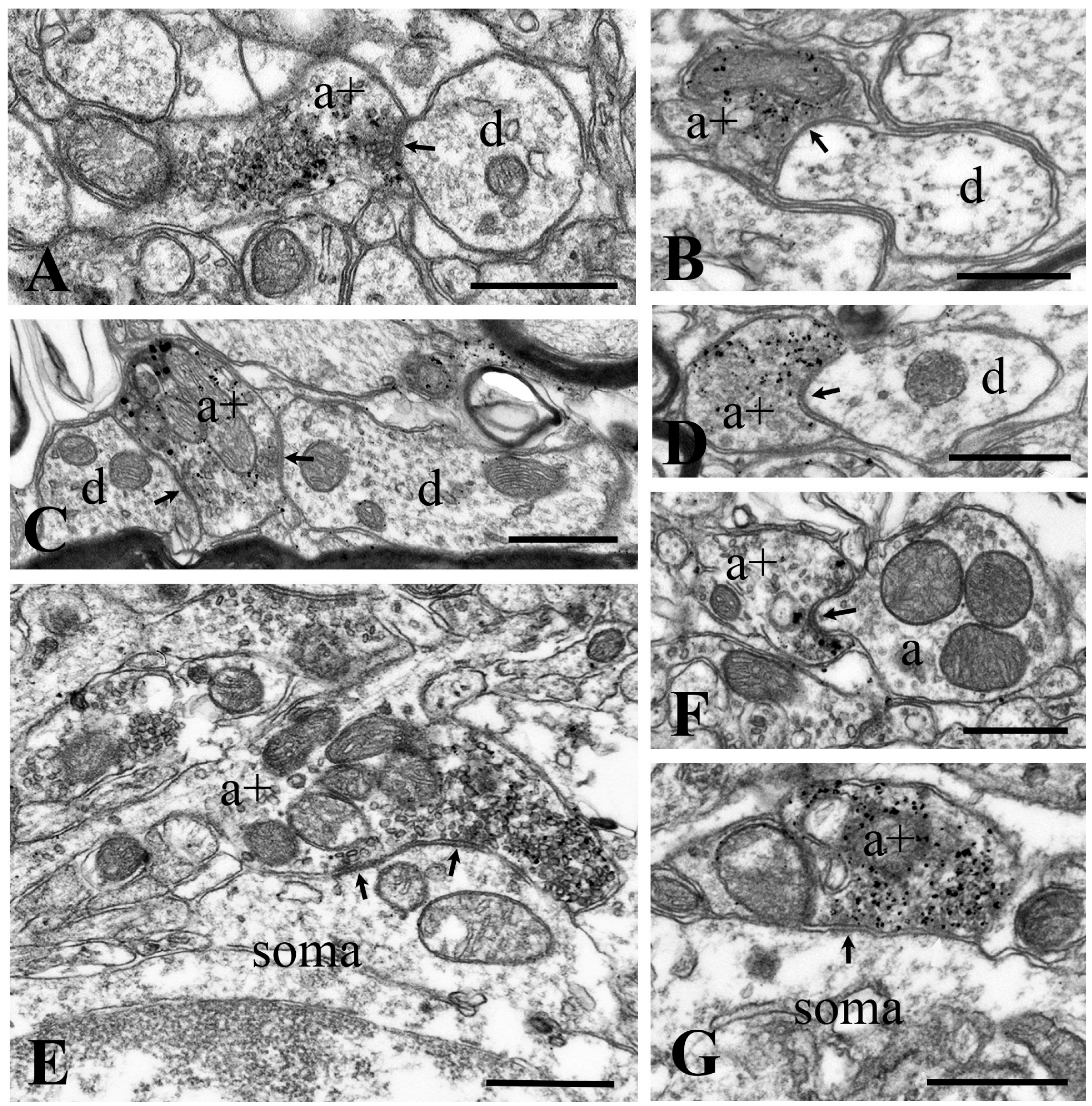 Ijms 24 06943 g003 Ijms 24 06943 g003