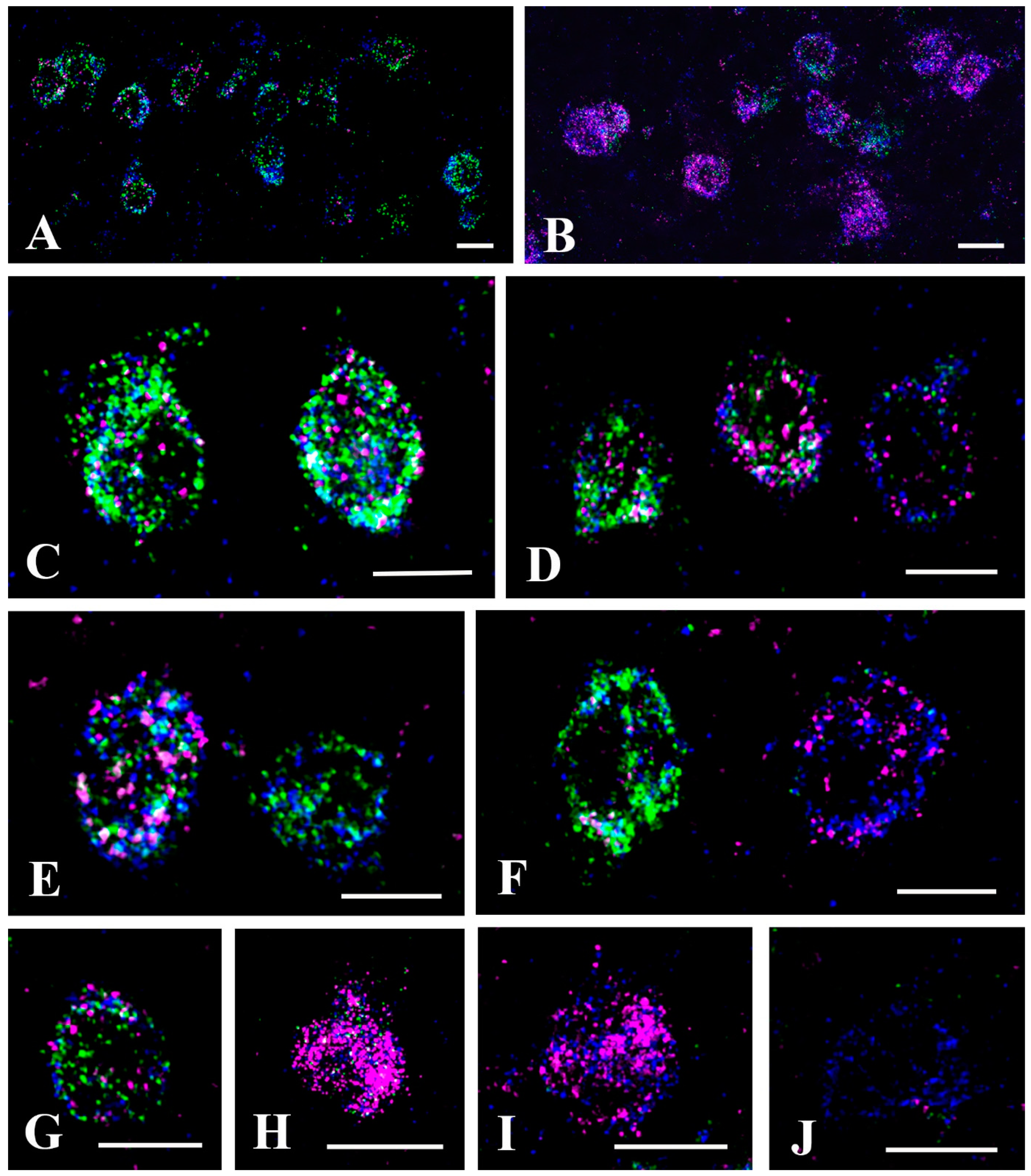 Ijms 24 06943 g005 Ijms 24 06943 g005
