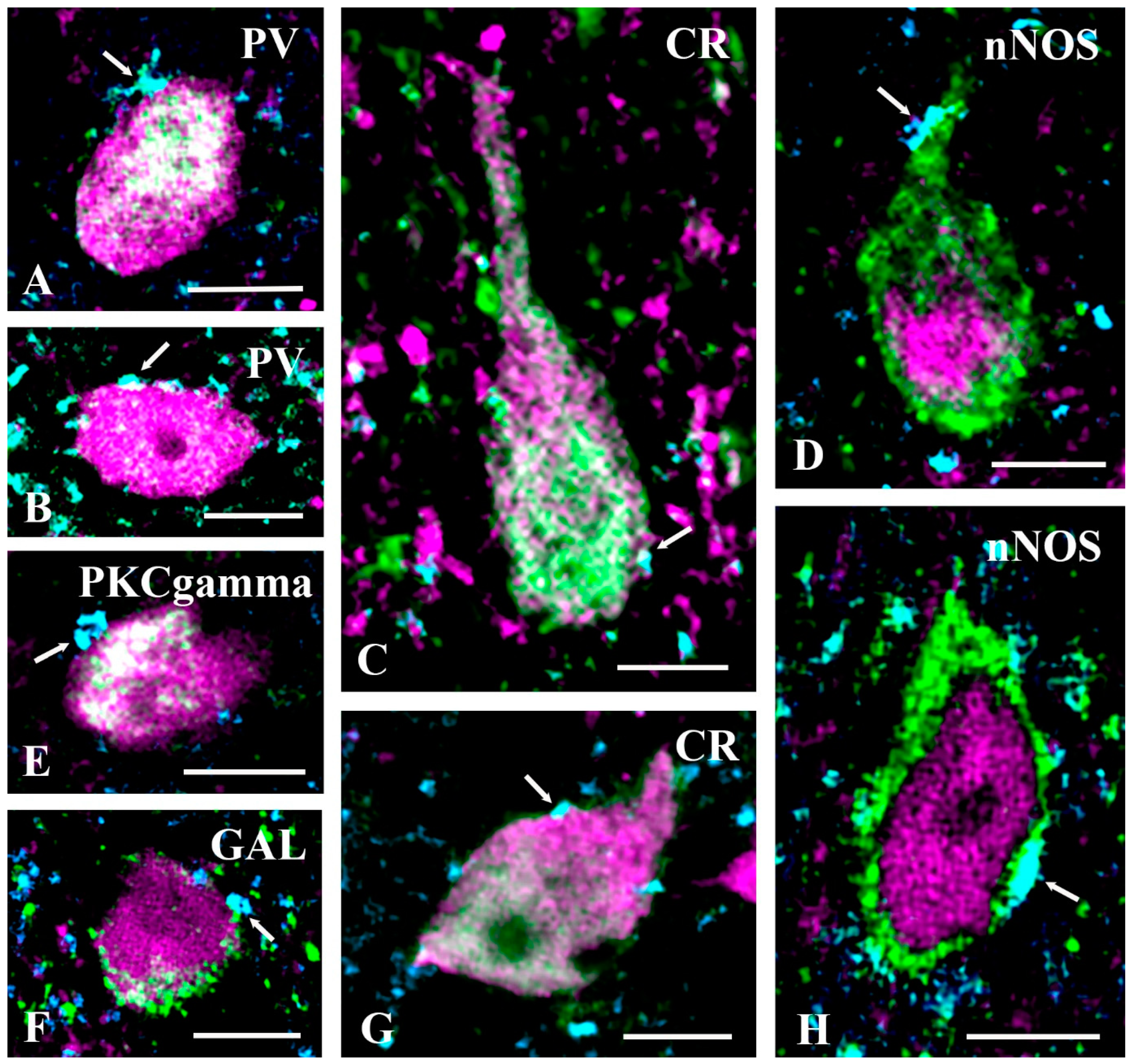 Ijms 24 06943 g007 Ijms 24 06943 g007