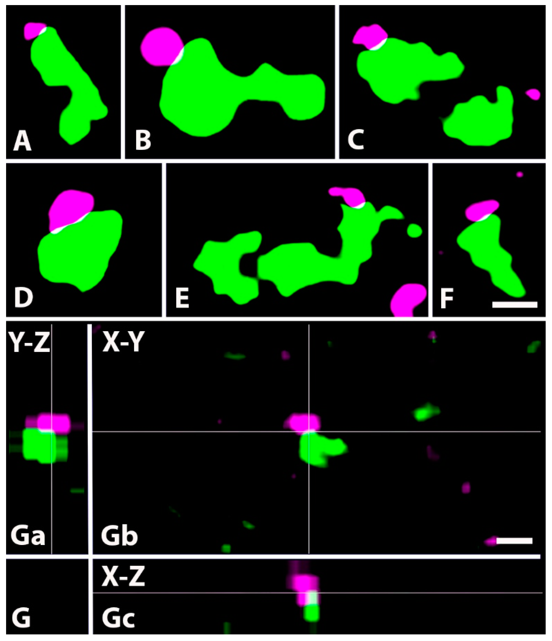 Ijms 24 06943 g008 Ijms 24 06943 g008