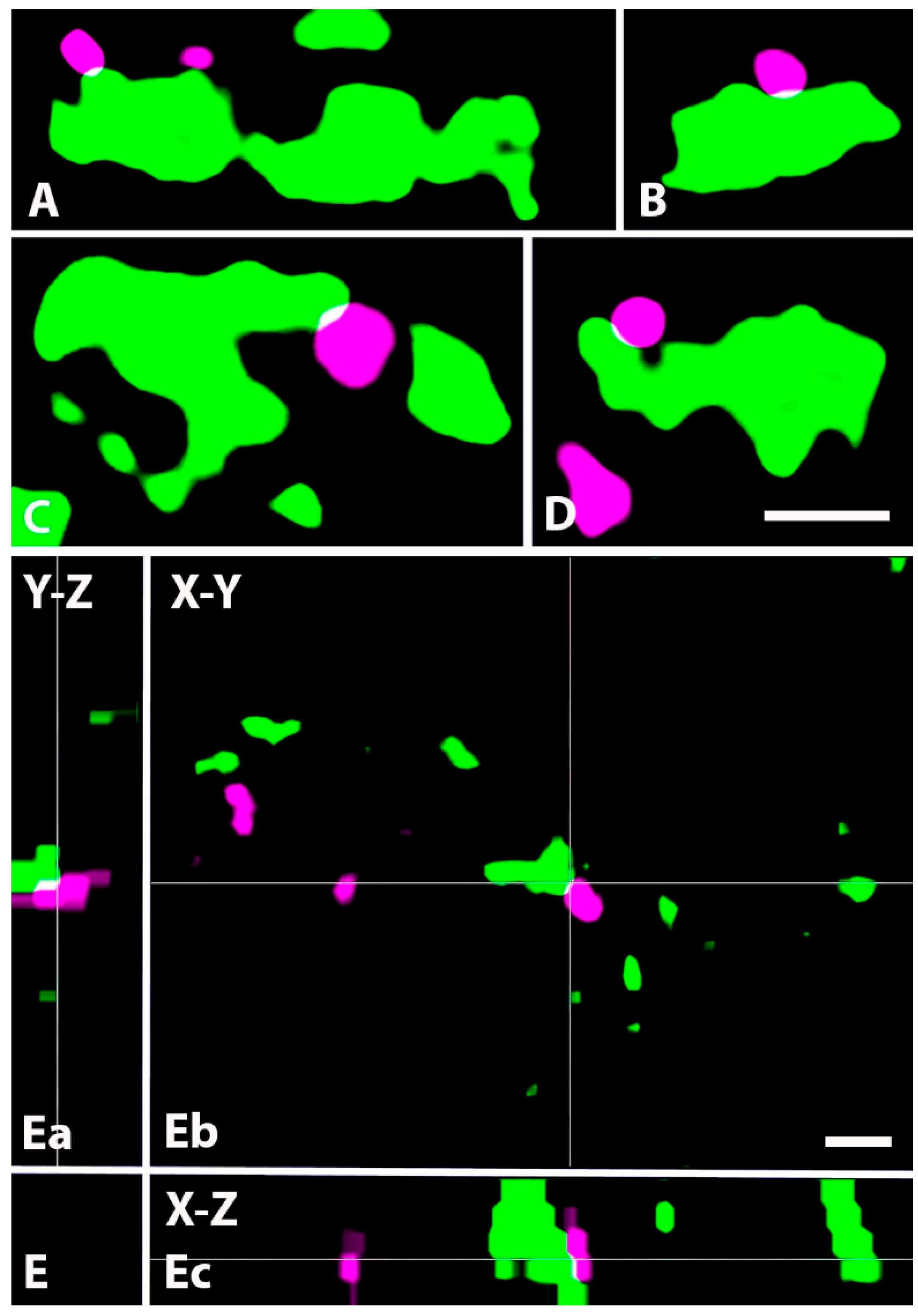 Ijms 24 06943 g009 Ijms 24 06943 g009