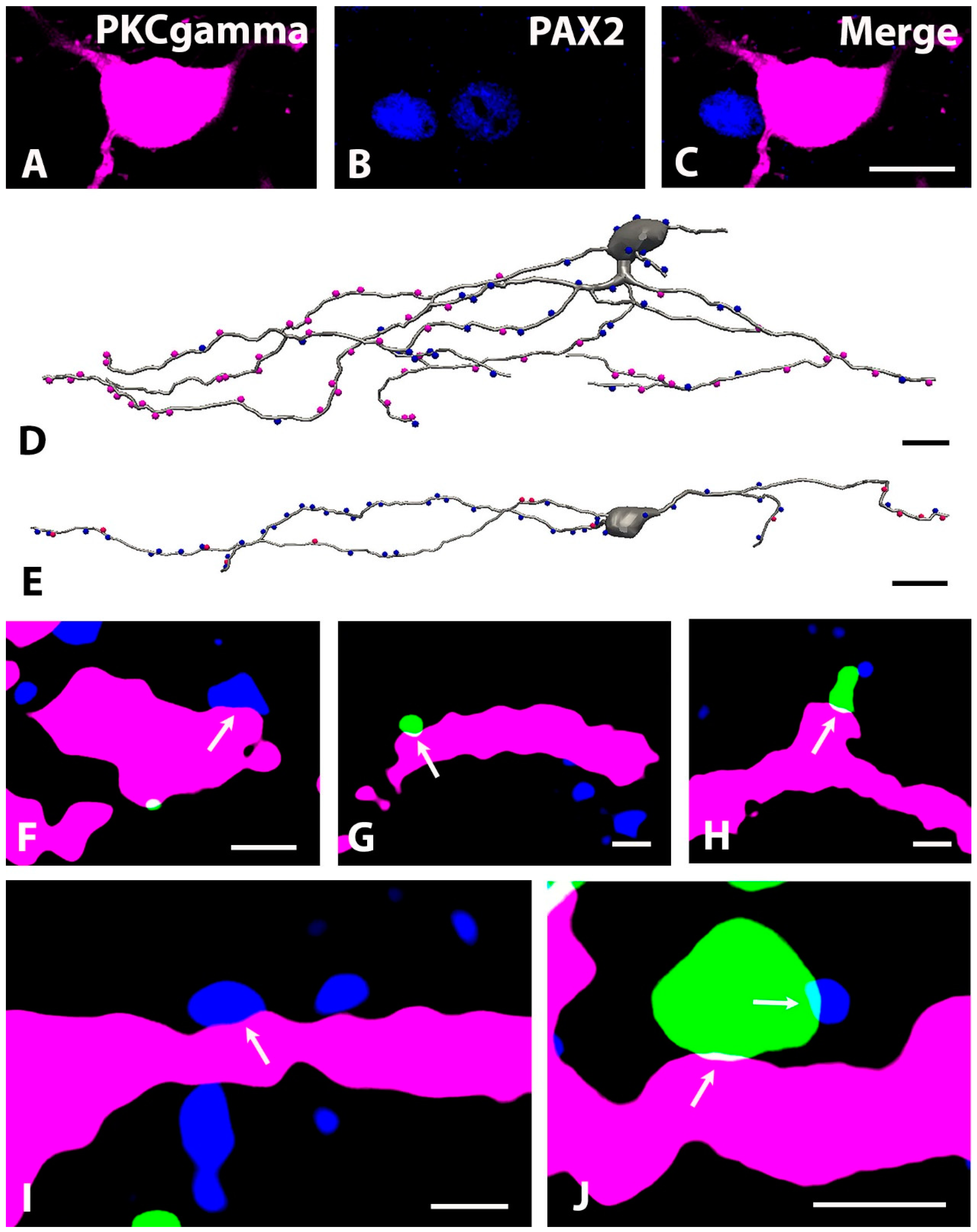 Ijms 24 06943 g010 Ijms 24 06943 g010