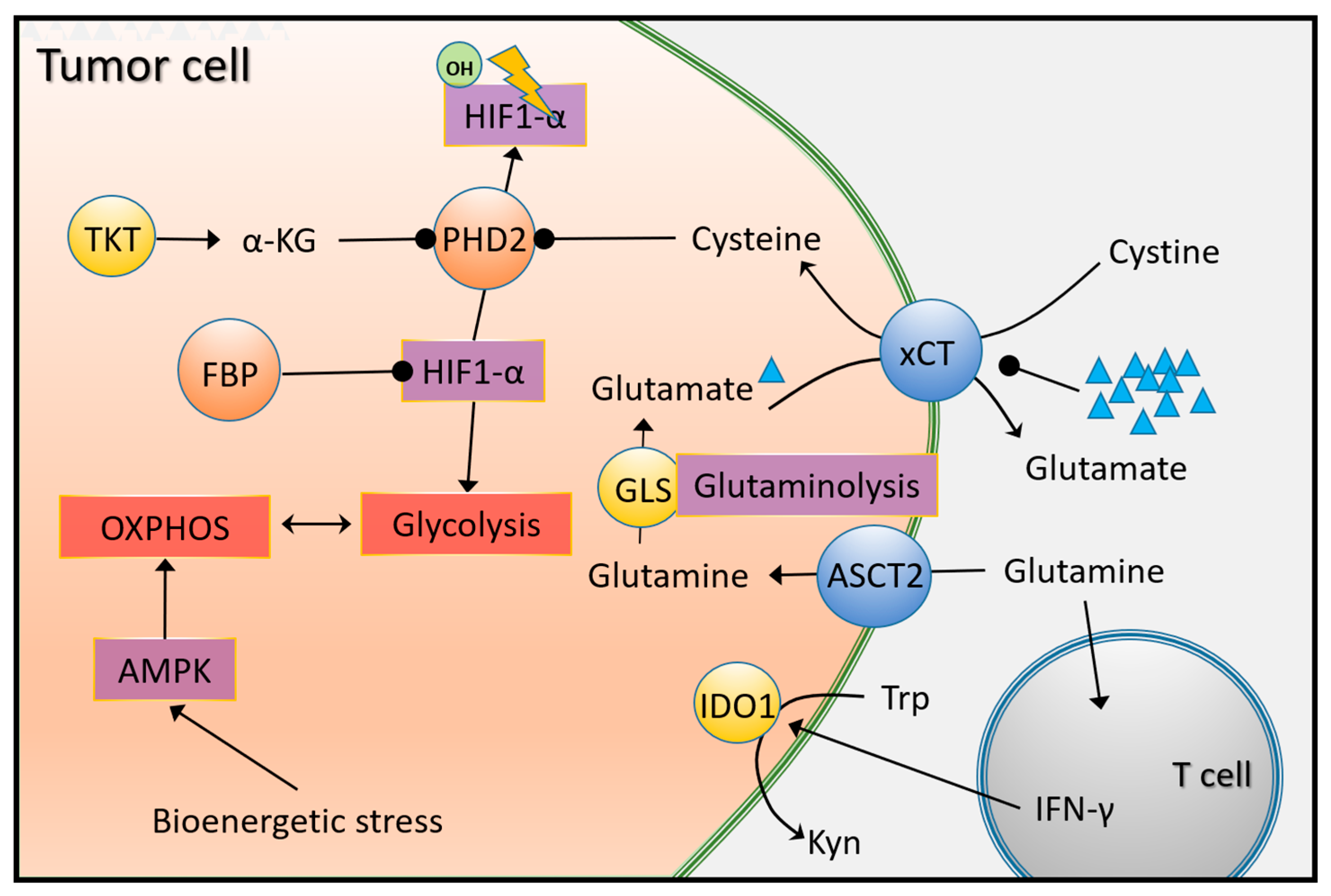 Ijms 24 06945 g004 Ijms 24 06945 g004