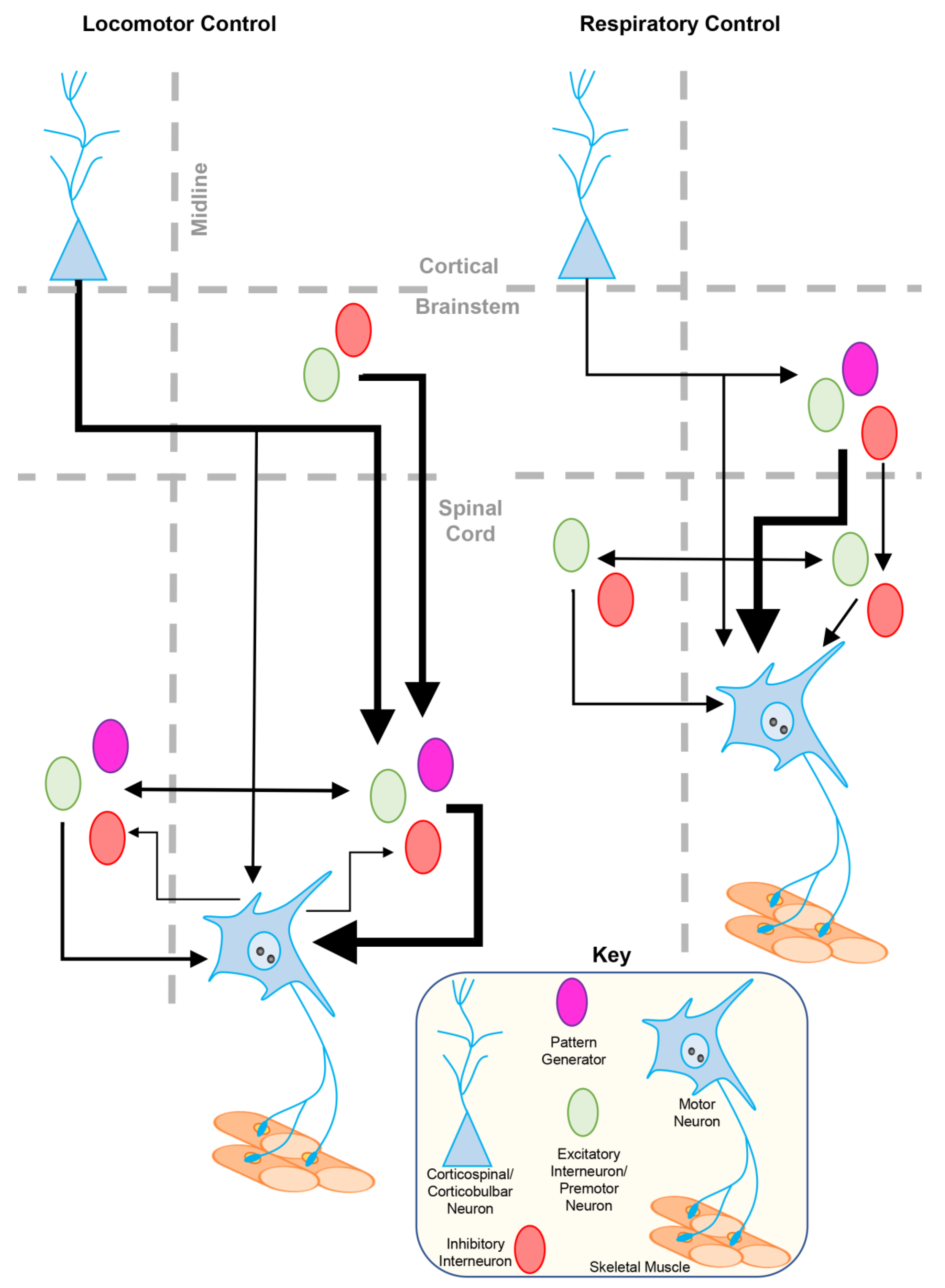 Ijms 24 06962 g001 Ijms 24 06962 g001