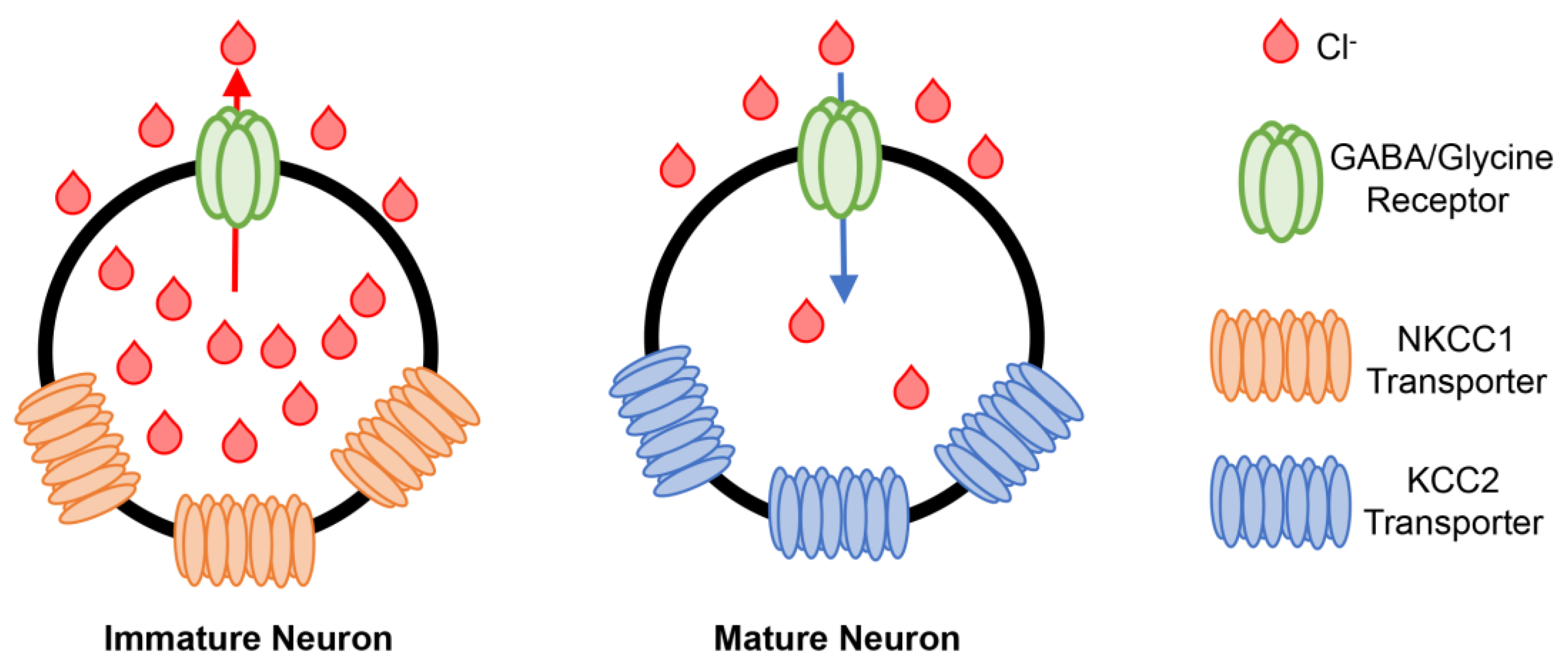 Ijms 24 06962 g003 Ijms 24 06962 g003