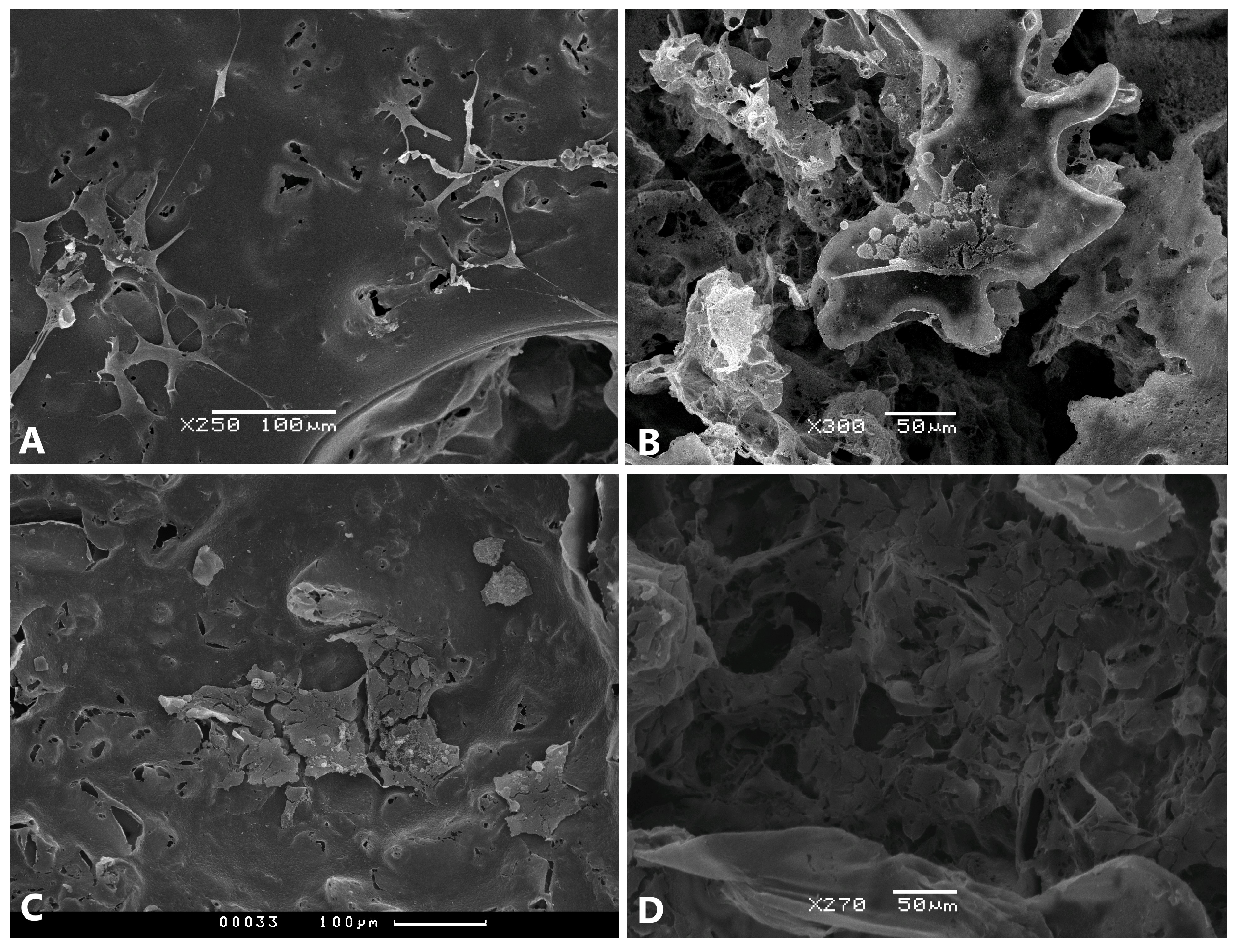 Ijms 24 06965 g004 Ijms 24 06965 g004