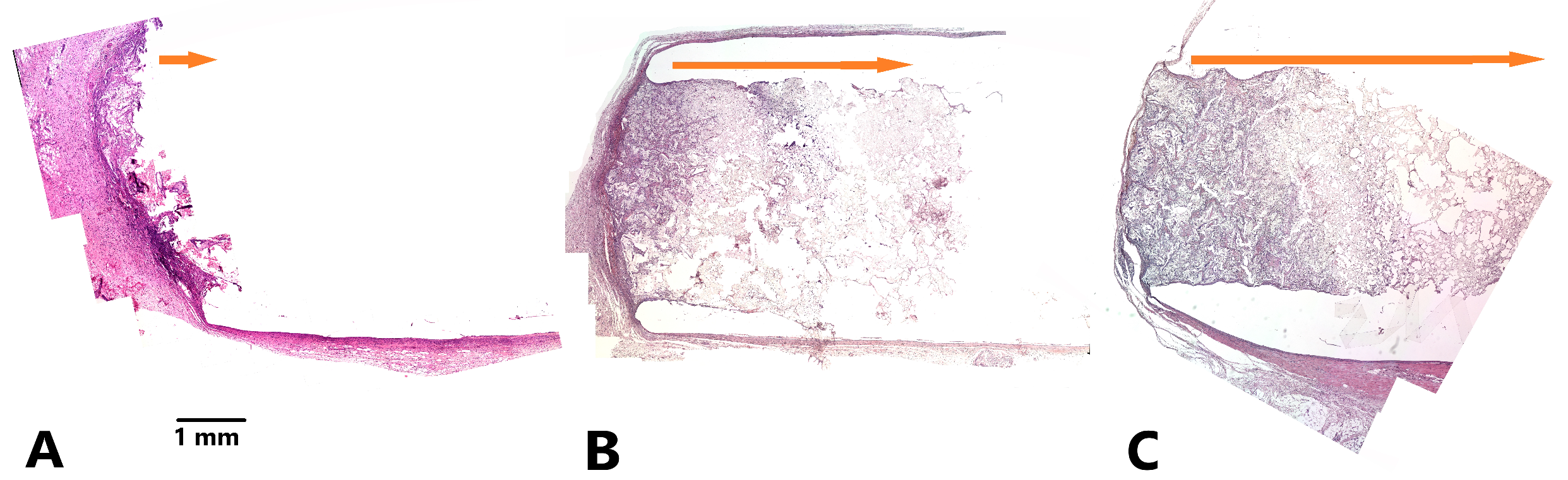 Ijms 24 06965 g006 Ijms 24 06965 g006