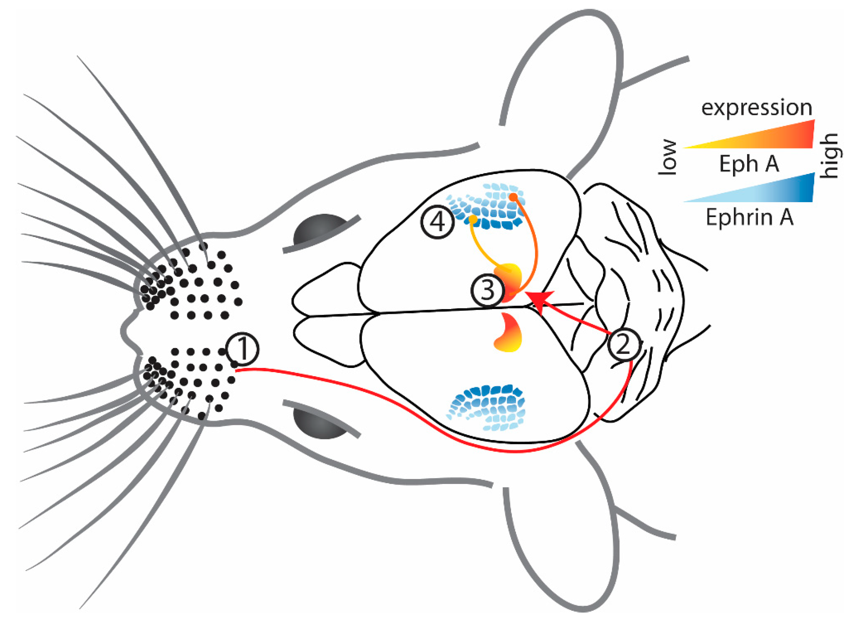 Ijms 24 06966 g002 Ijms 24 06966 g002