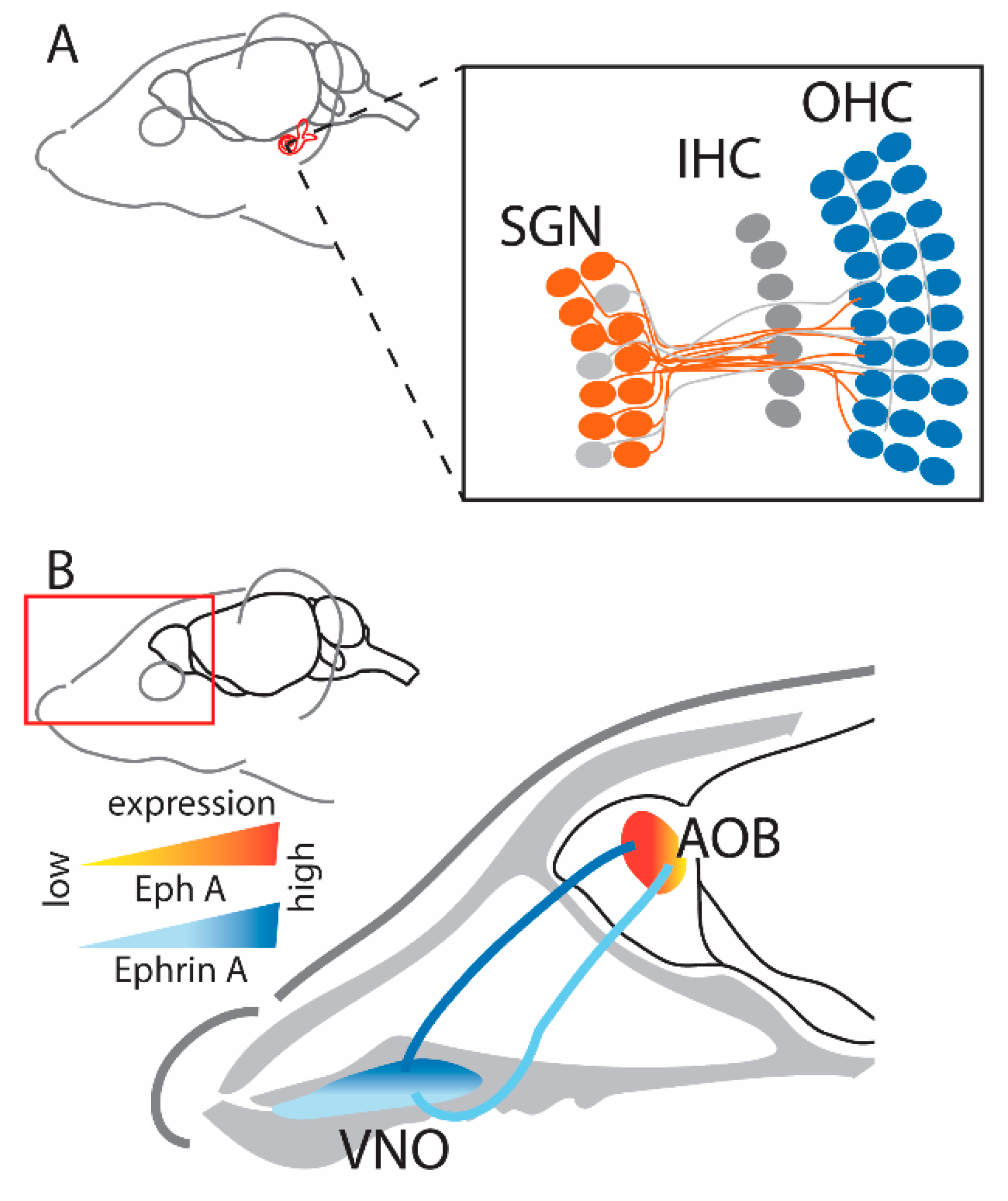 Ijms 24 06966 g003 Ijms 24 06966 g003
