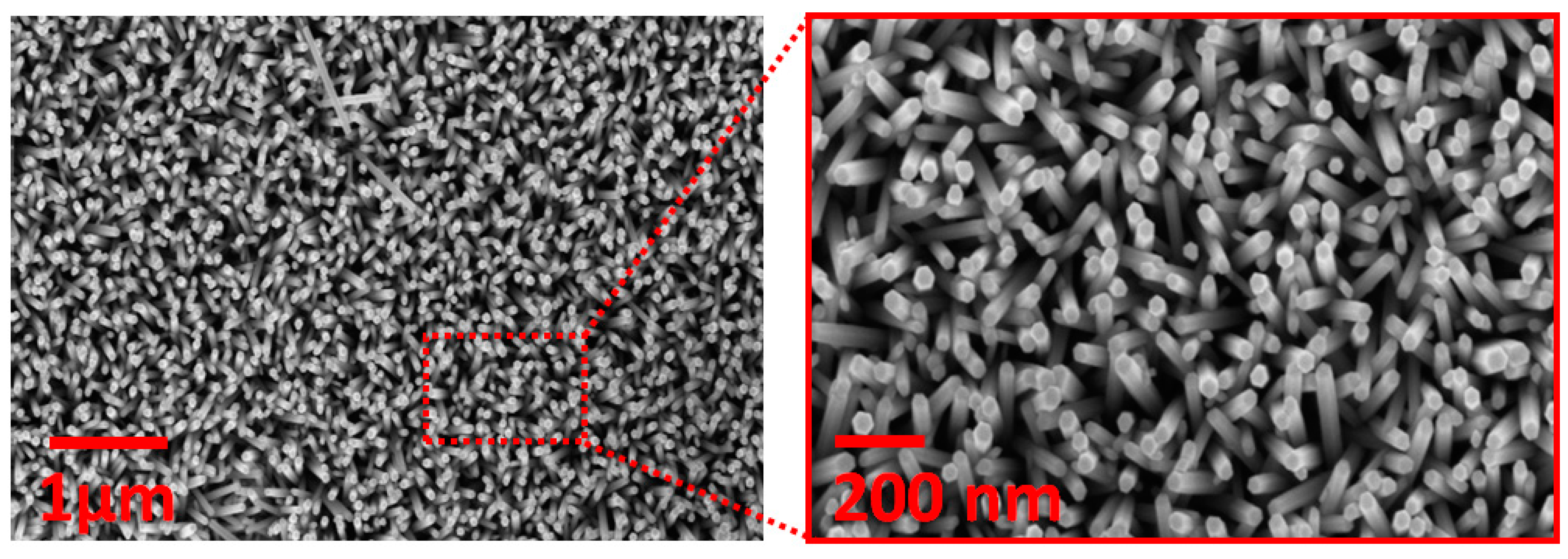 Ijms 24 06971 g001 Ijms 24 06971 g001