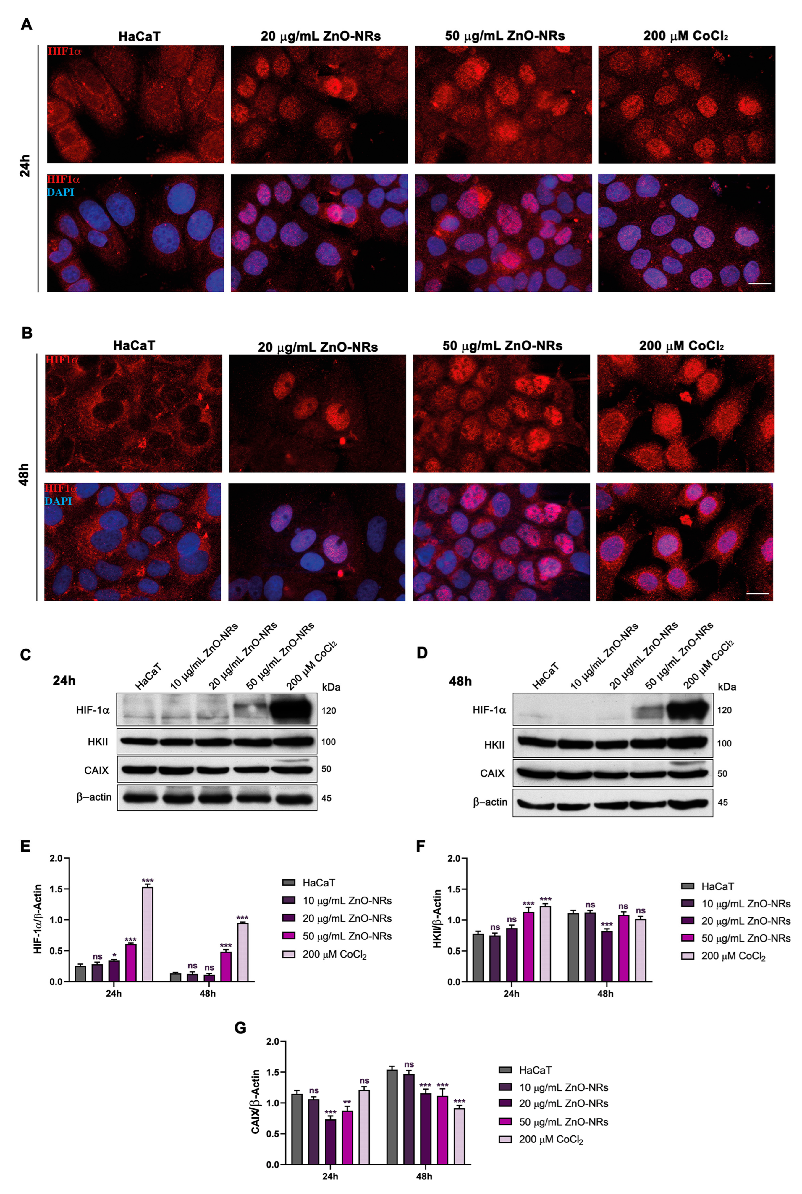 Ijms 24 06971 g004 Ijms 24 06971 g004