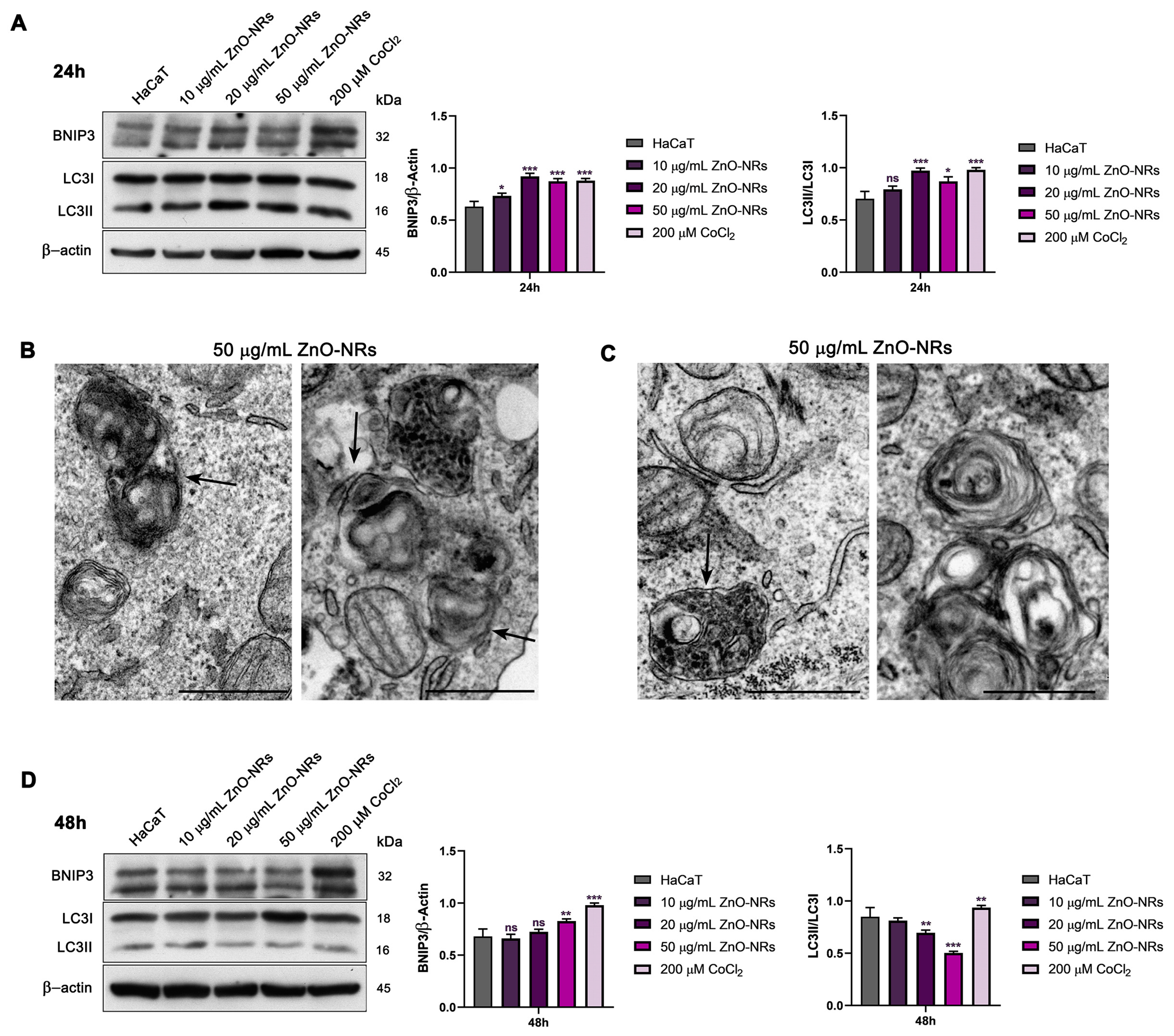 Ijms 24 06971 g008a Ijms 24 06971 g008a