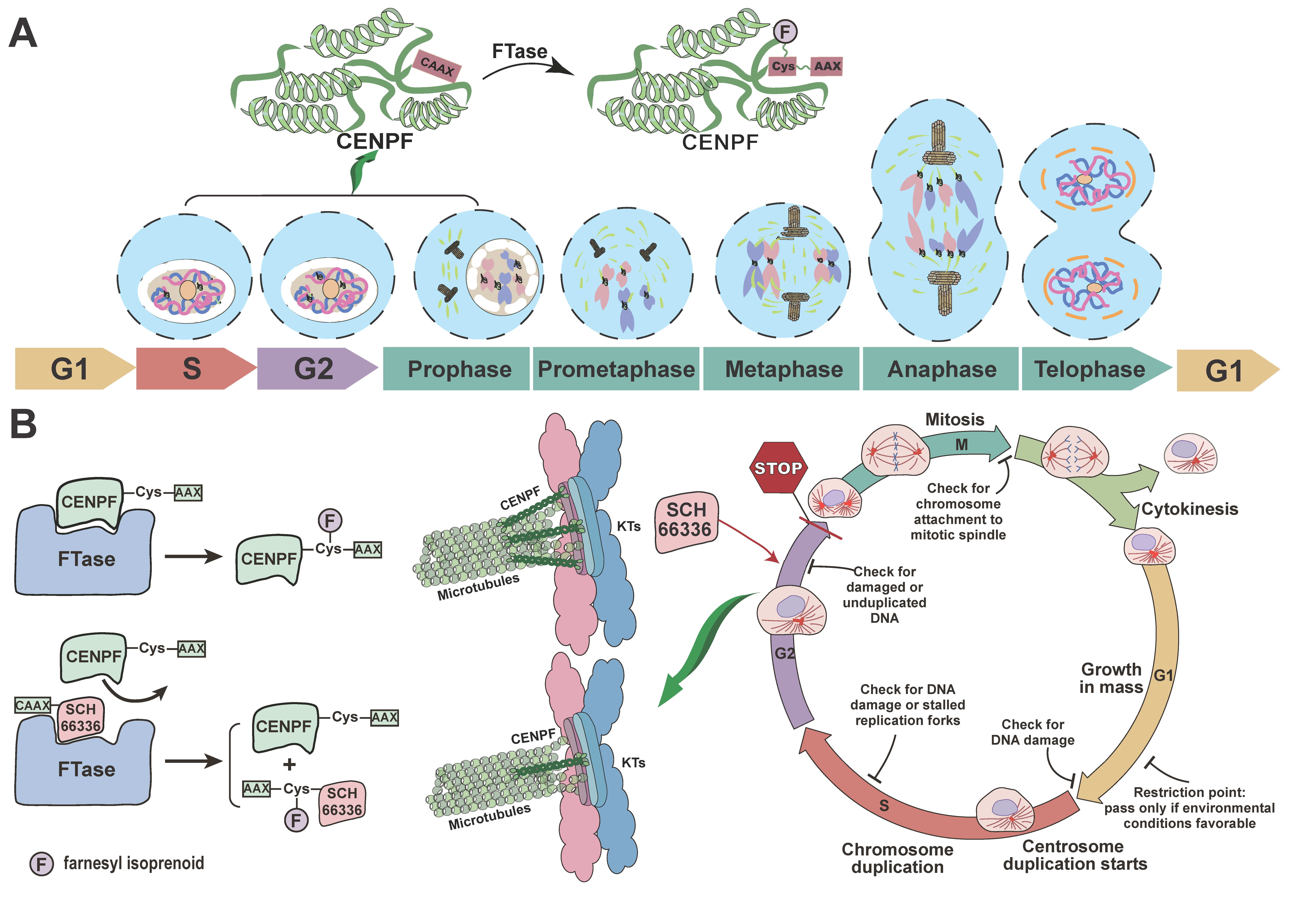 Ijms 24 07010 g009 Ijms 24 07010 g009