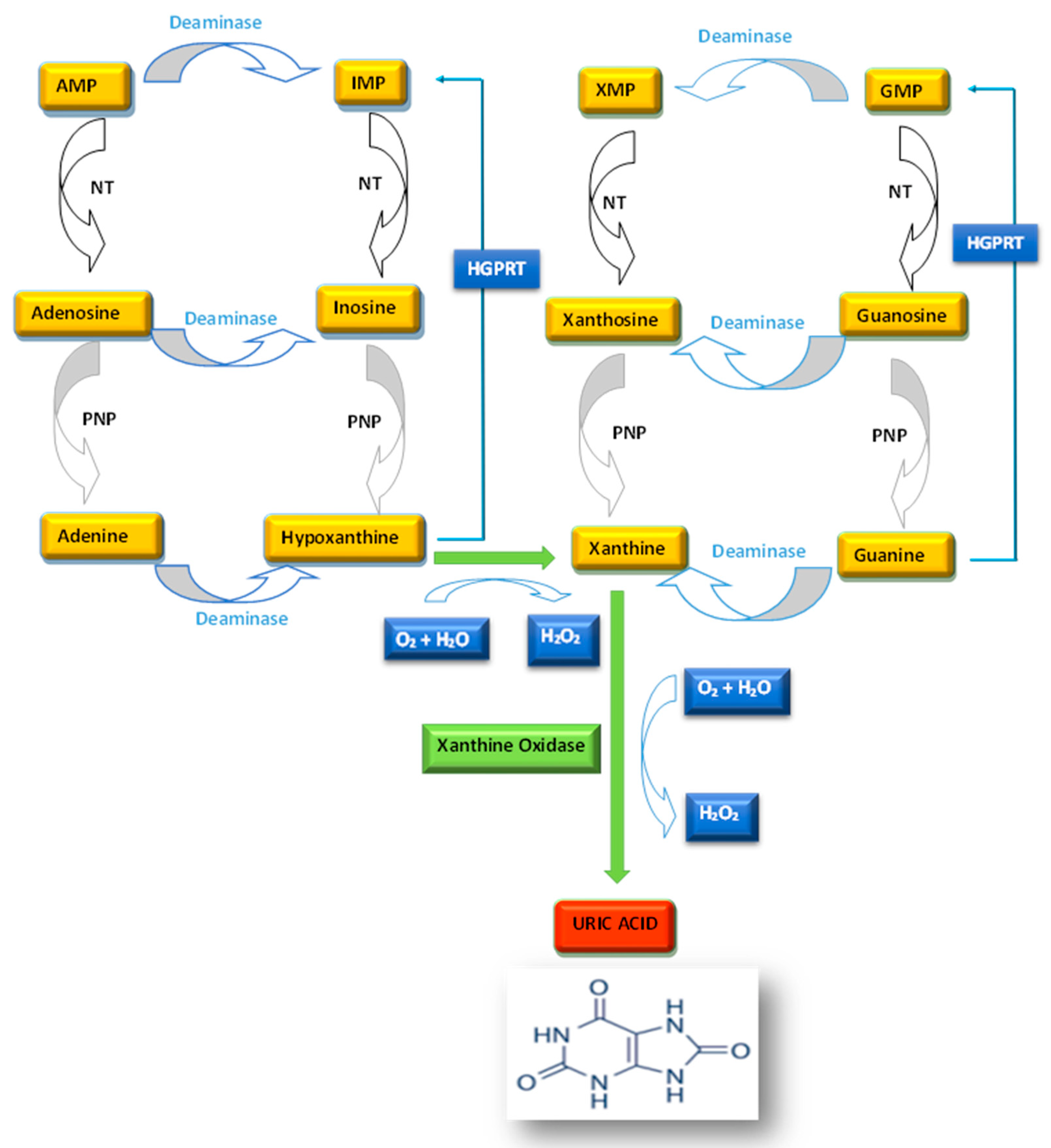 IJMS Free Full Text Purine Metabolism Dysfunctions Experimental ijms-free-full-text-purine-metabolism-dysfunctions-experimental