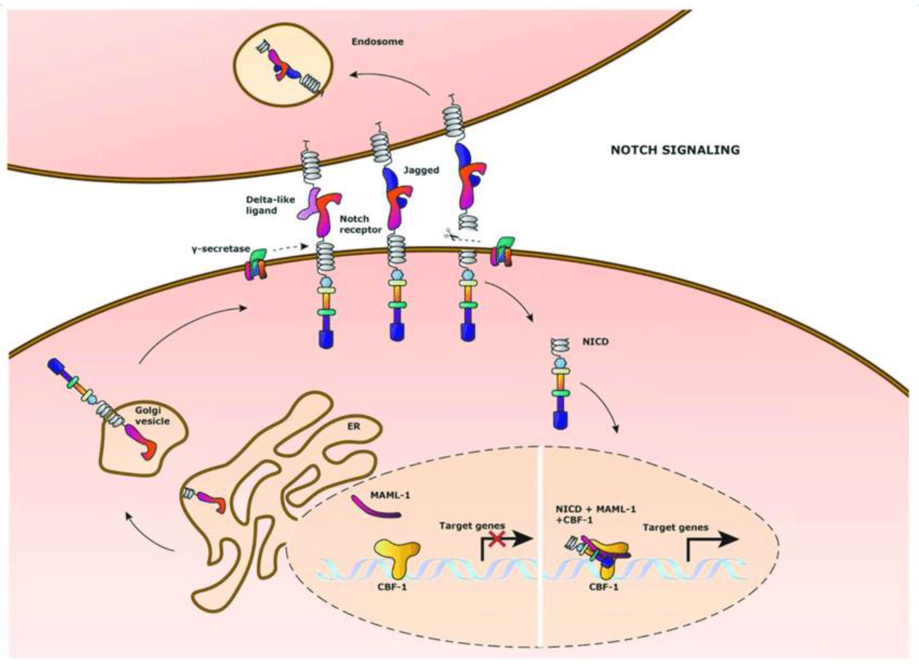 Ijms 24 07030 g001 Ijms 24 07030 g001