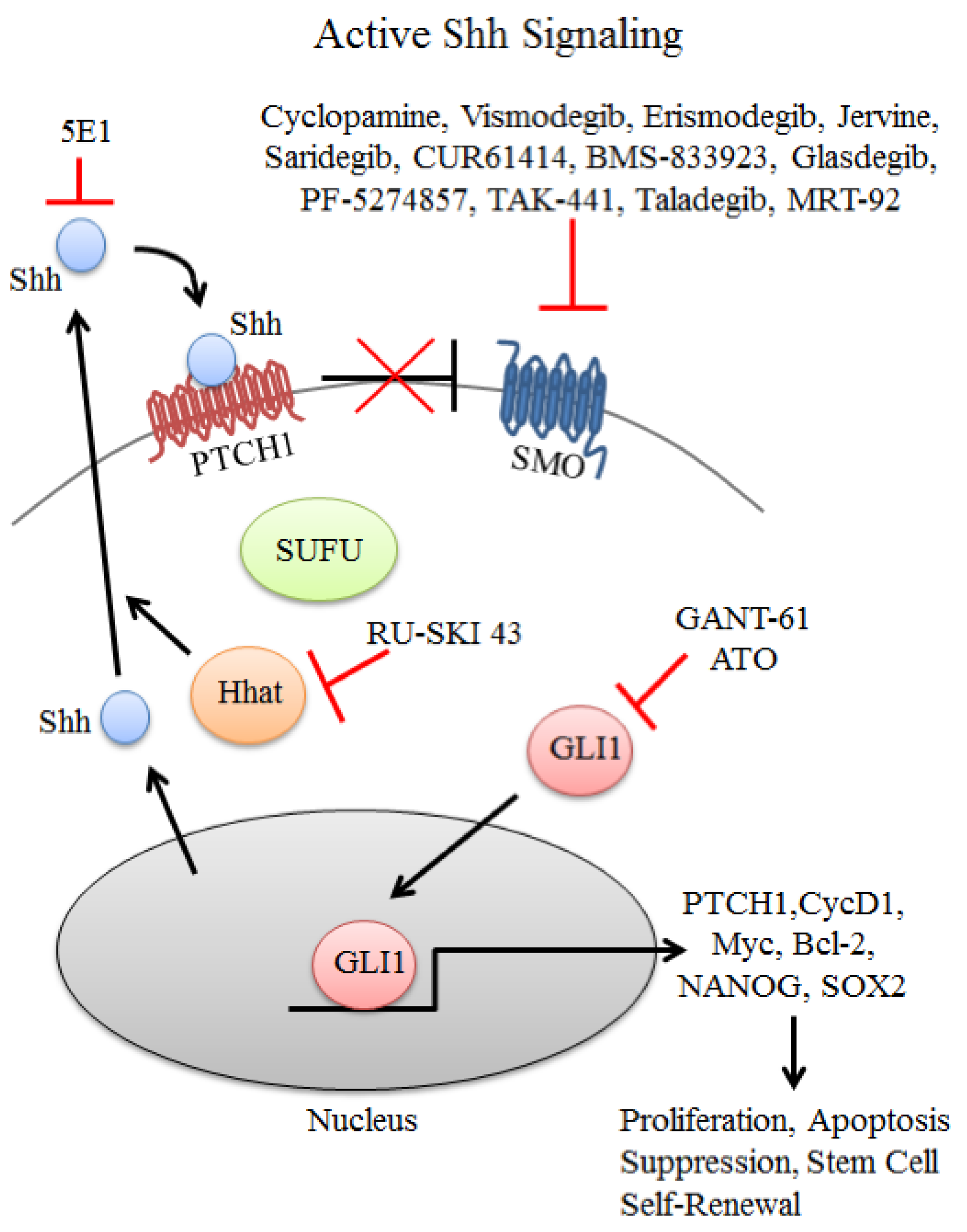 Ijms 24 07030 g002 Ijms 24 07030 g002