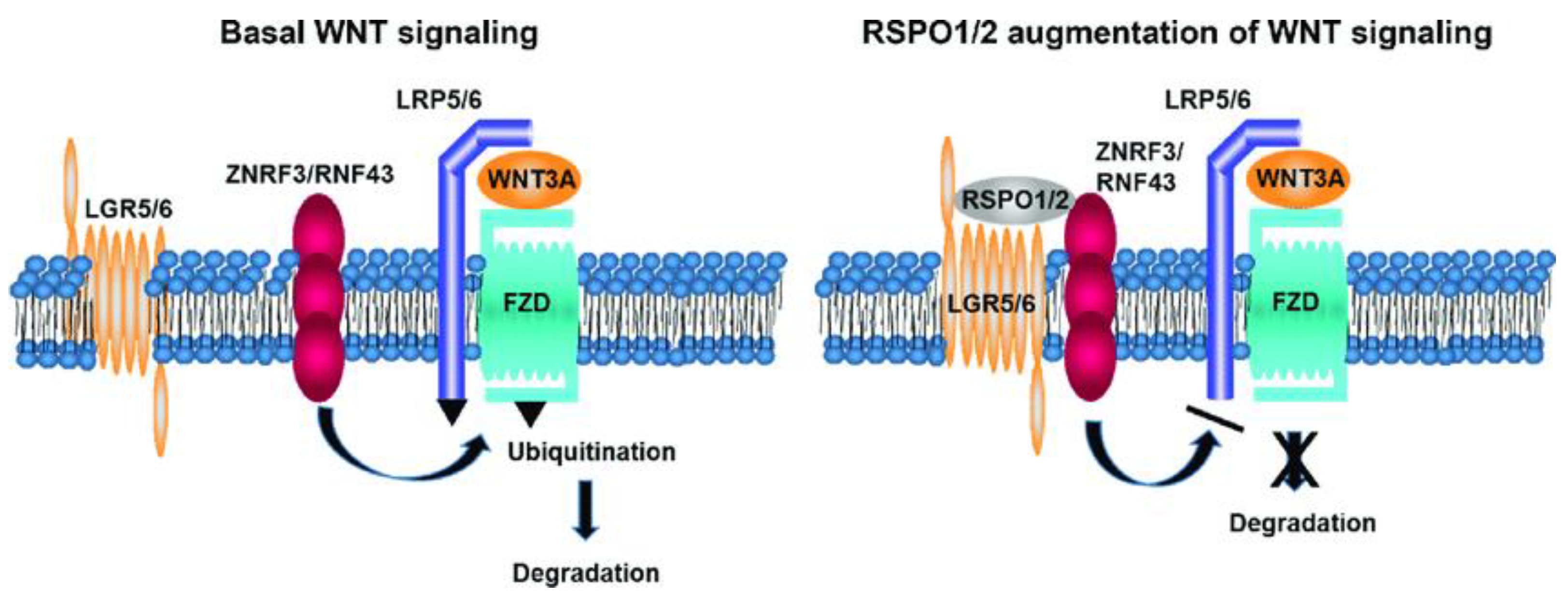 Ijms 24 07030 g004 Ijms 24 07030 g004