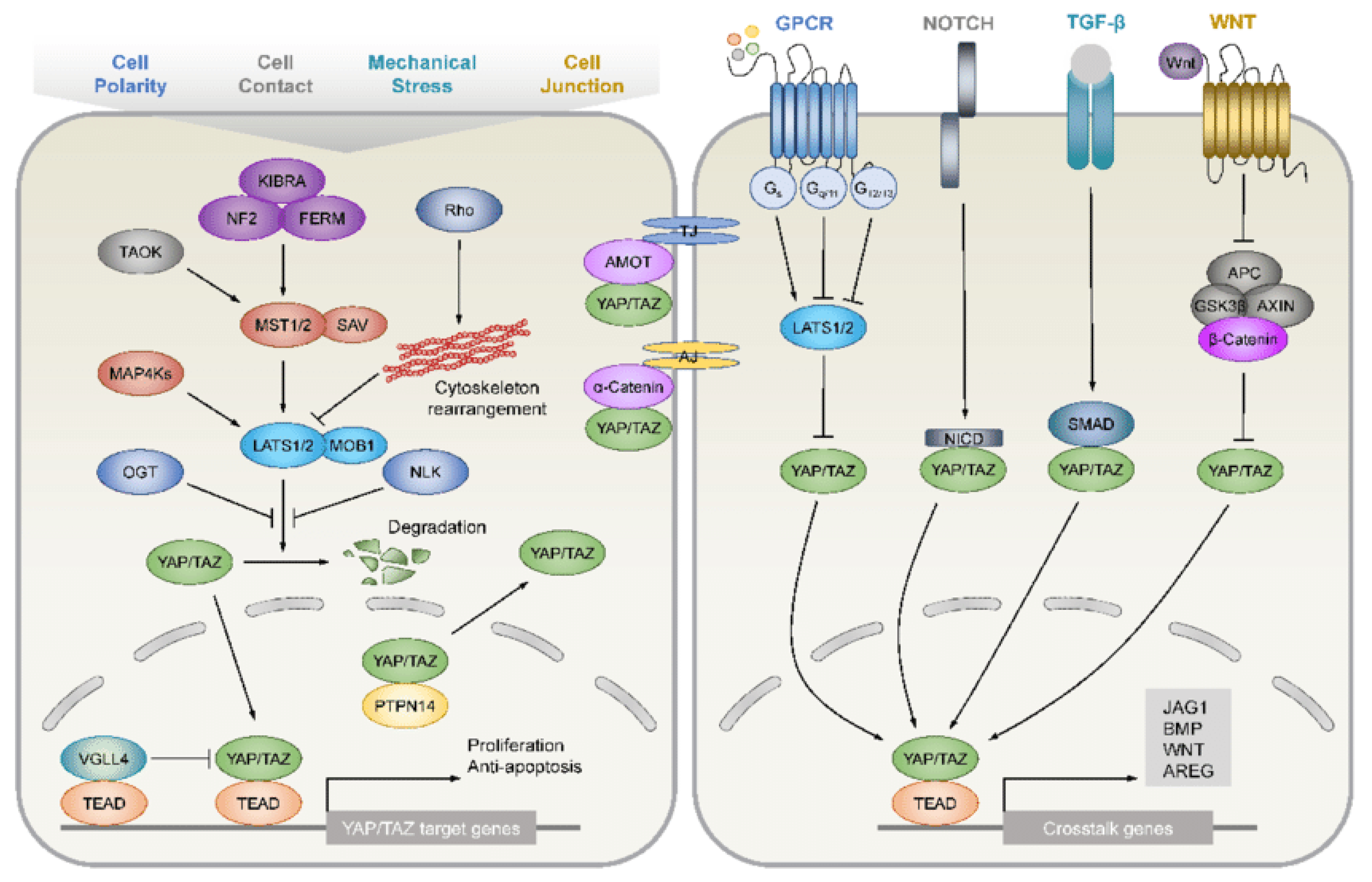 Ijms 24 07030 g005 Ijms 24 07030 g005